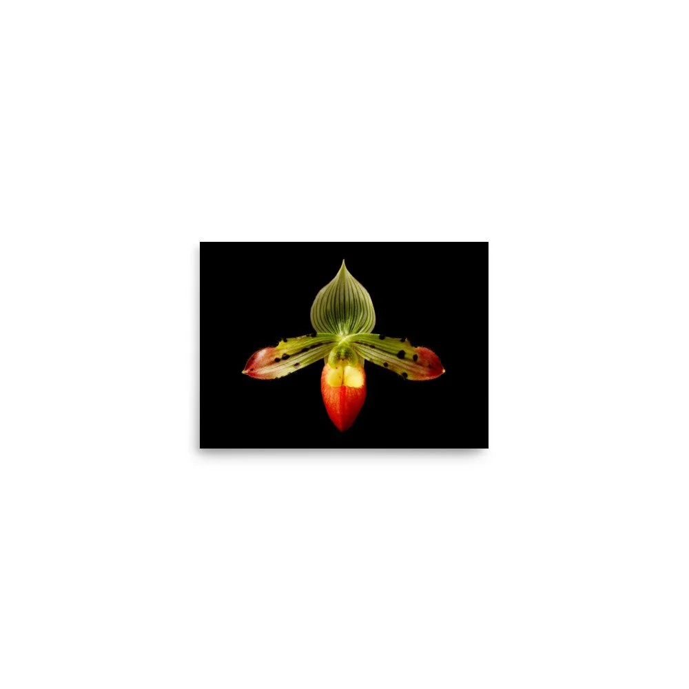enhanced-matte-paper-poster-(in)-5x7-front-6a82474002fd8.jpg