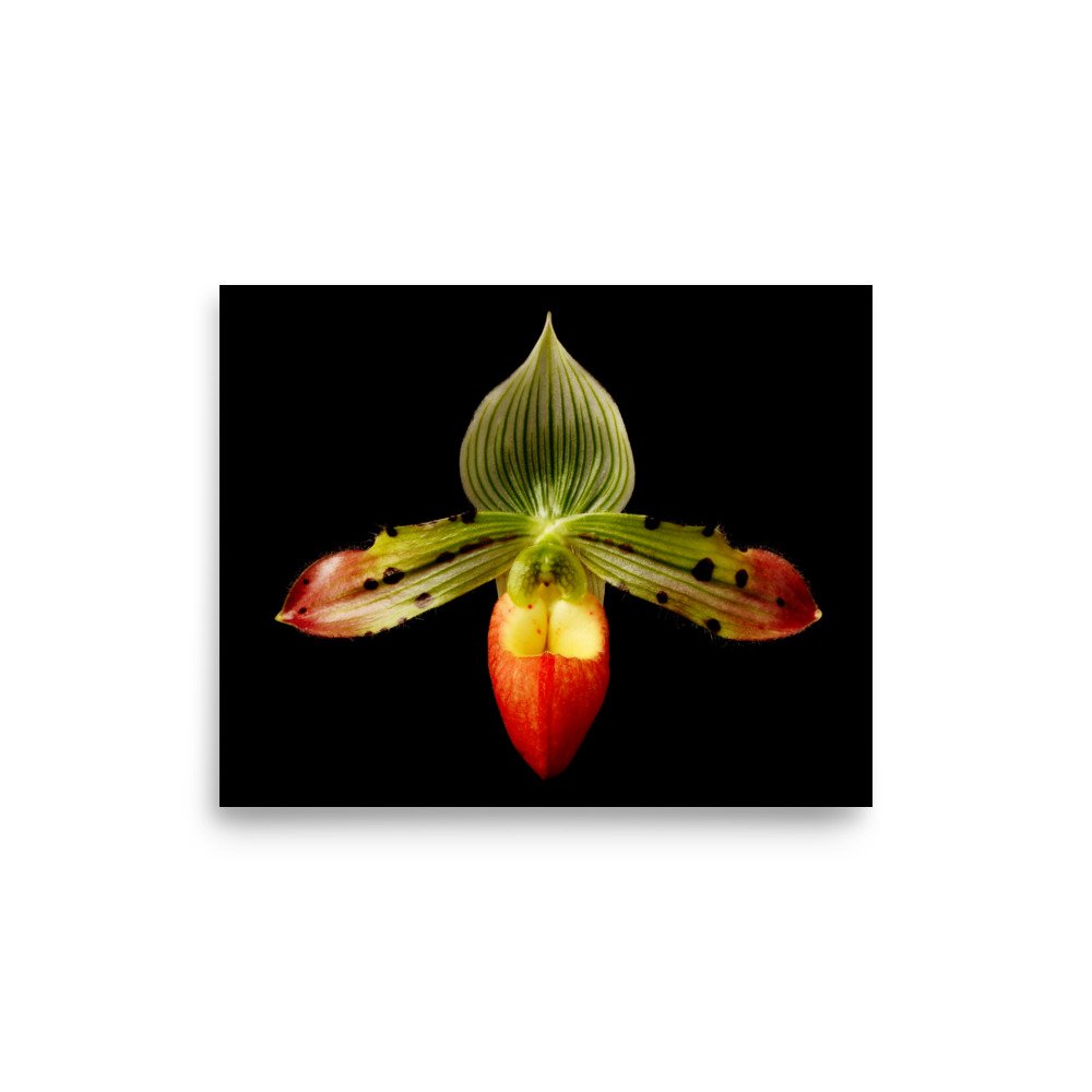 enhanced-matte-paper-poster-(in)-8x10-front-6a8247400300e.jpg