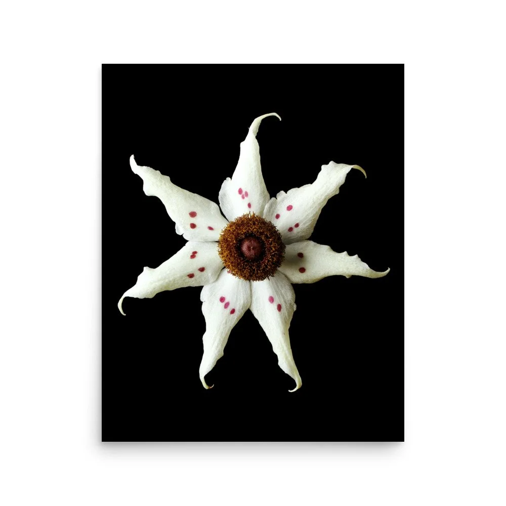 enhanced-matte-paper-poster-(in)-16x20-front-6a824be680f64.jpg