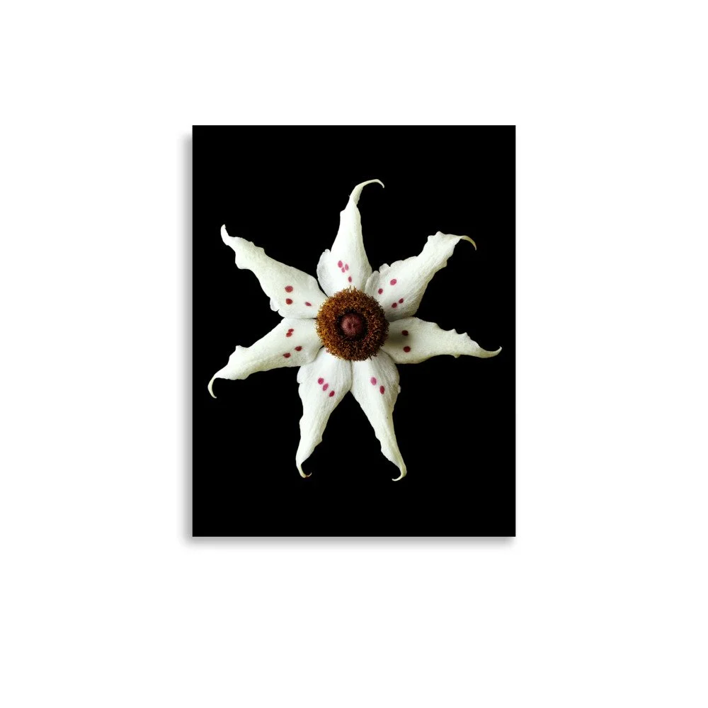 enhanced-matte-paper-poster-(in)-11x14-front-6a824be6817de.jpg