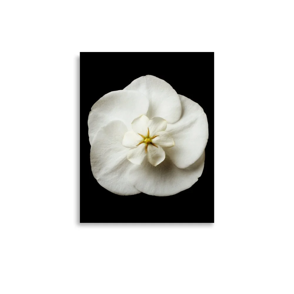 enhanced-matte-paper-poster-(in)-11x14-front-6a838eaaae8f8.jpg