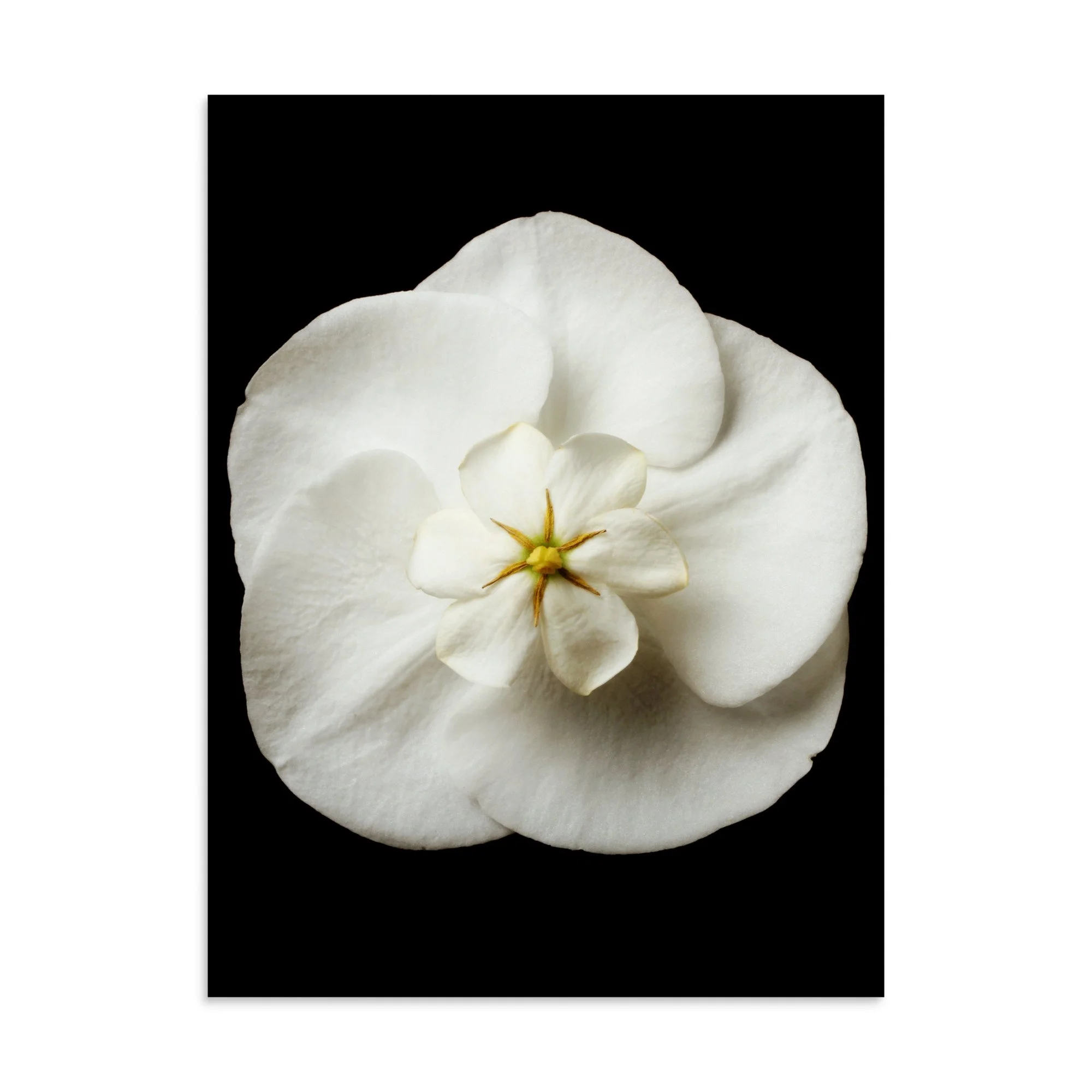 enhanced-matte-paper-poster-(in)-30x40-front-6a838eaaae992.jpg