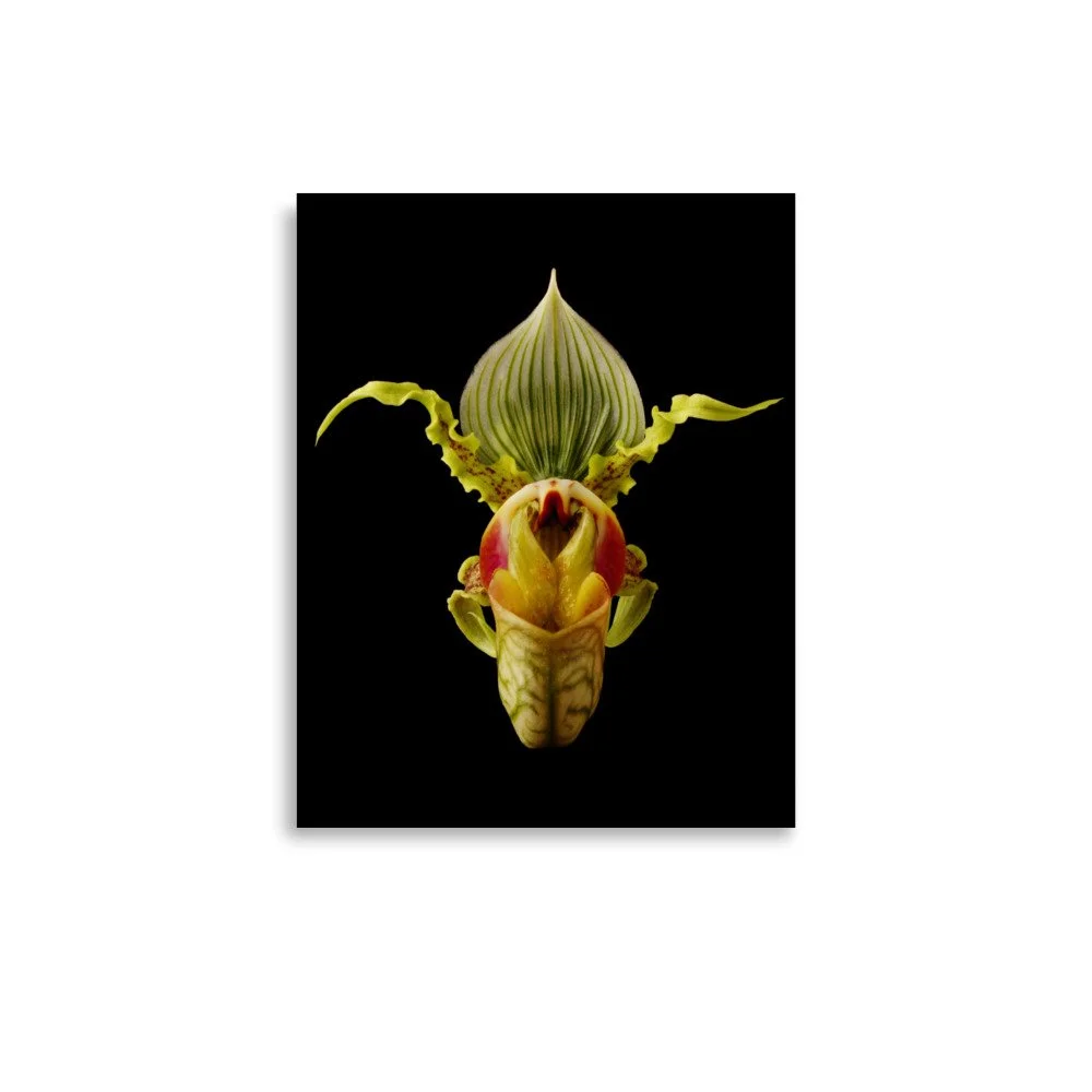 enhanced-matte-paper-poster-(in)-11x14-front-6a83a22180231.jpg