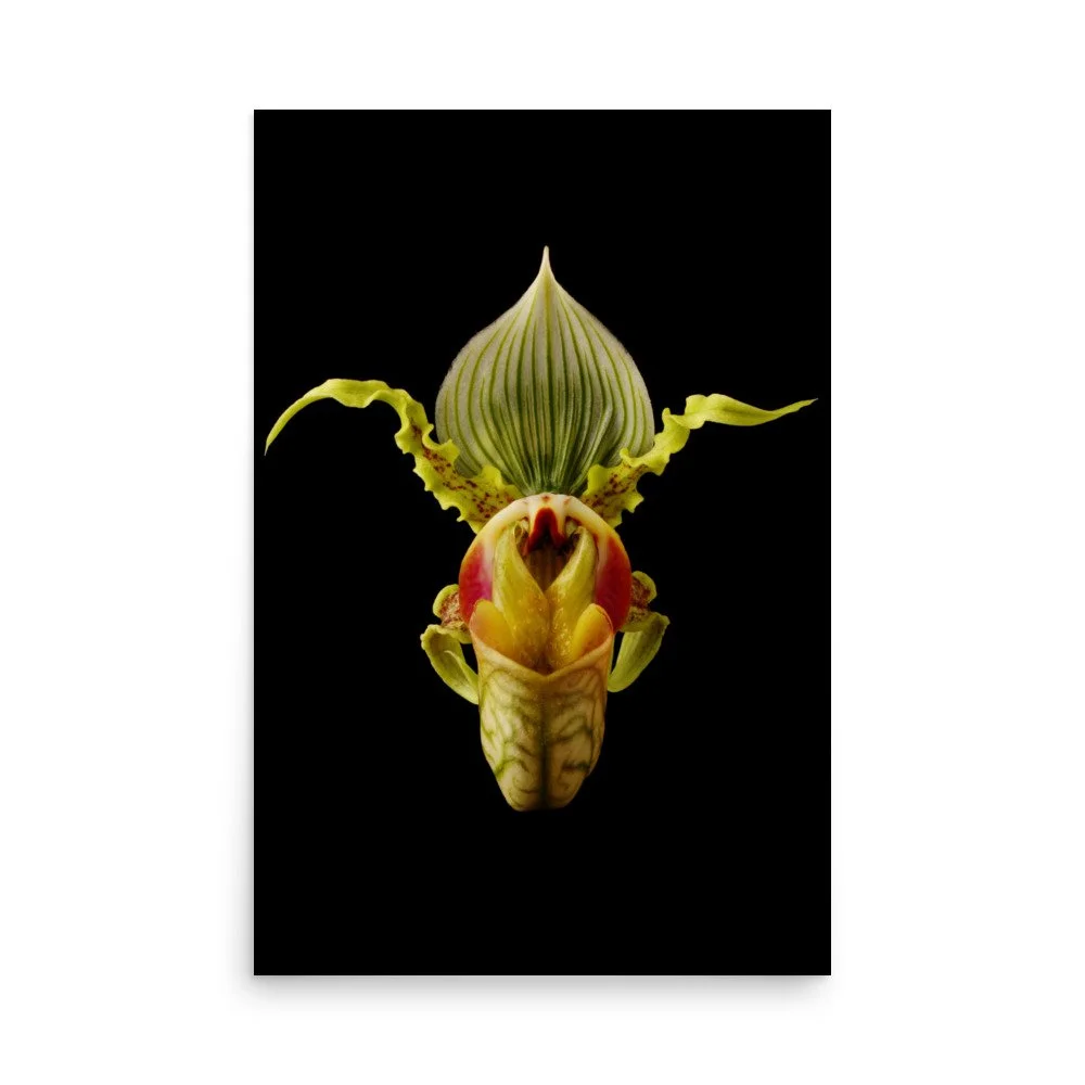 enhanced-matte-paper-poster-(in)-24x36-front-6a83a221802d6.jpg