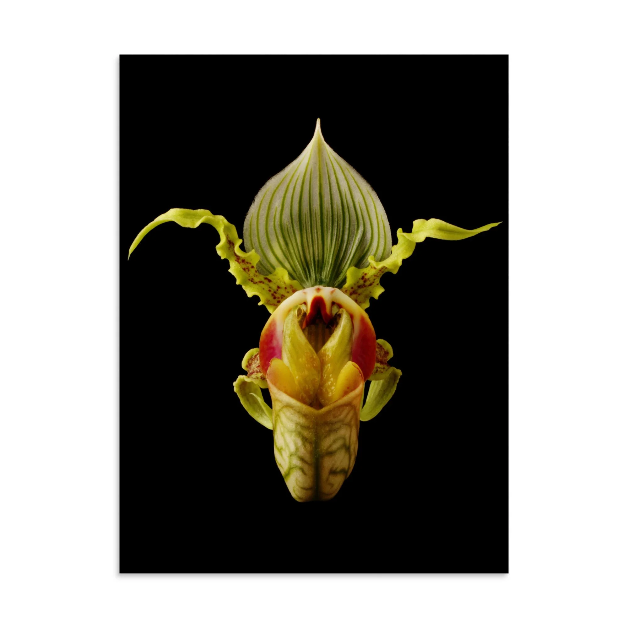 enhanced-matte-paper-poster-(in)-30x40-front-6a83a2218031d.jpg