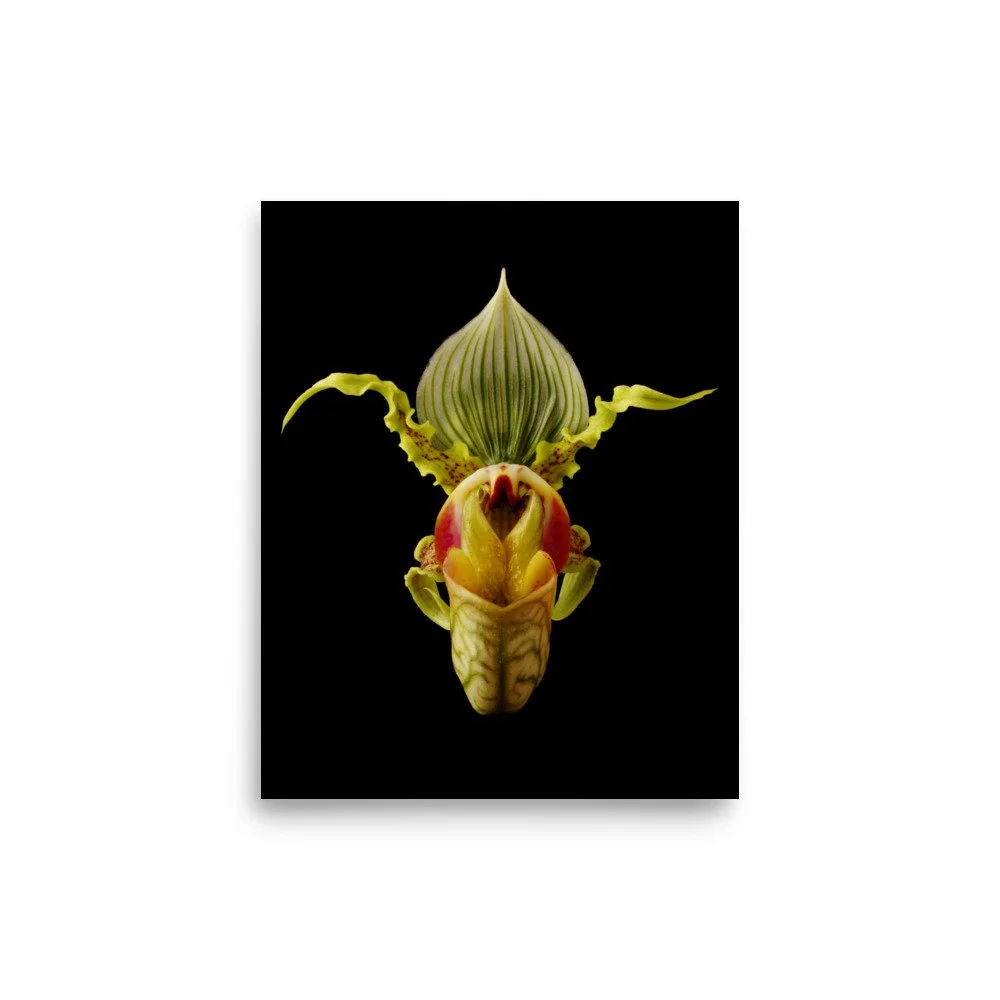 enhanced-matte-paper-poster-(in)-8x10-front-6a83a2218036f.jpg
