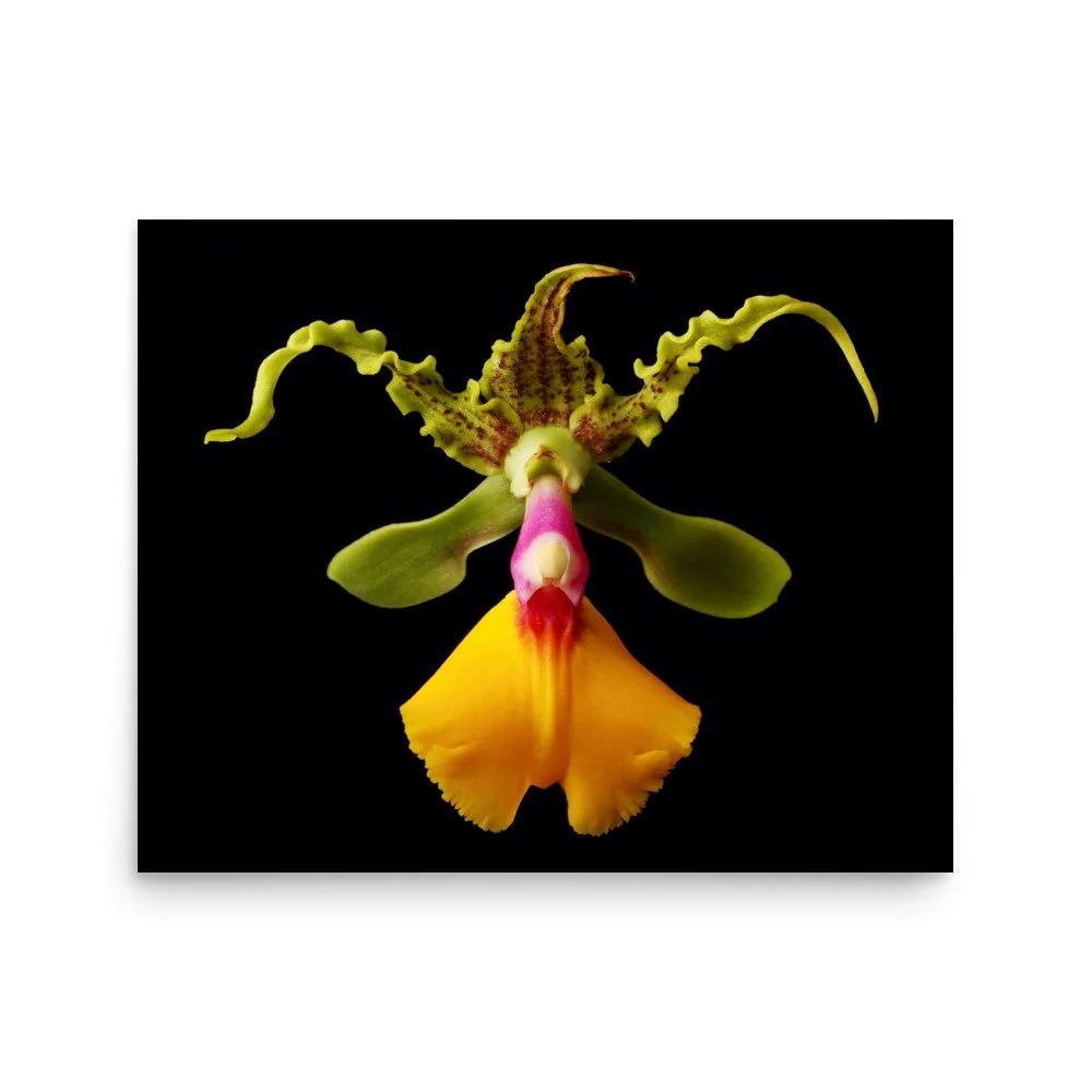 enhanced-matte-paper-poster-(in)-16x20-front-6a83b611879d5.jpg