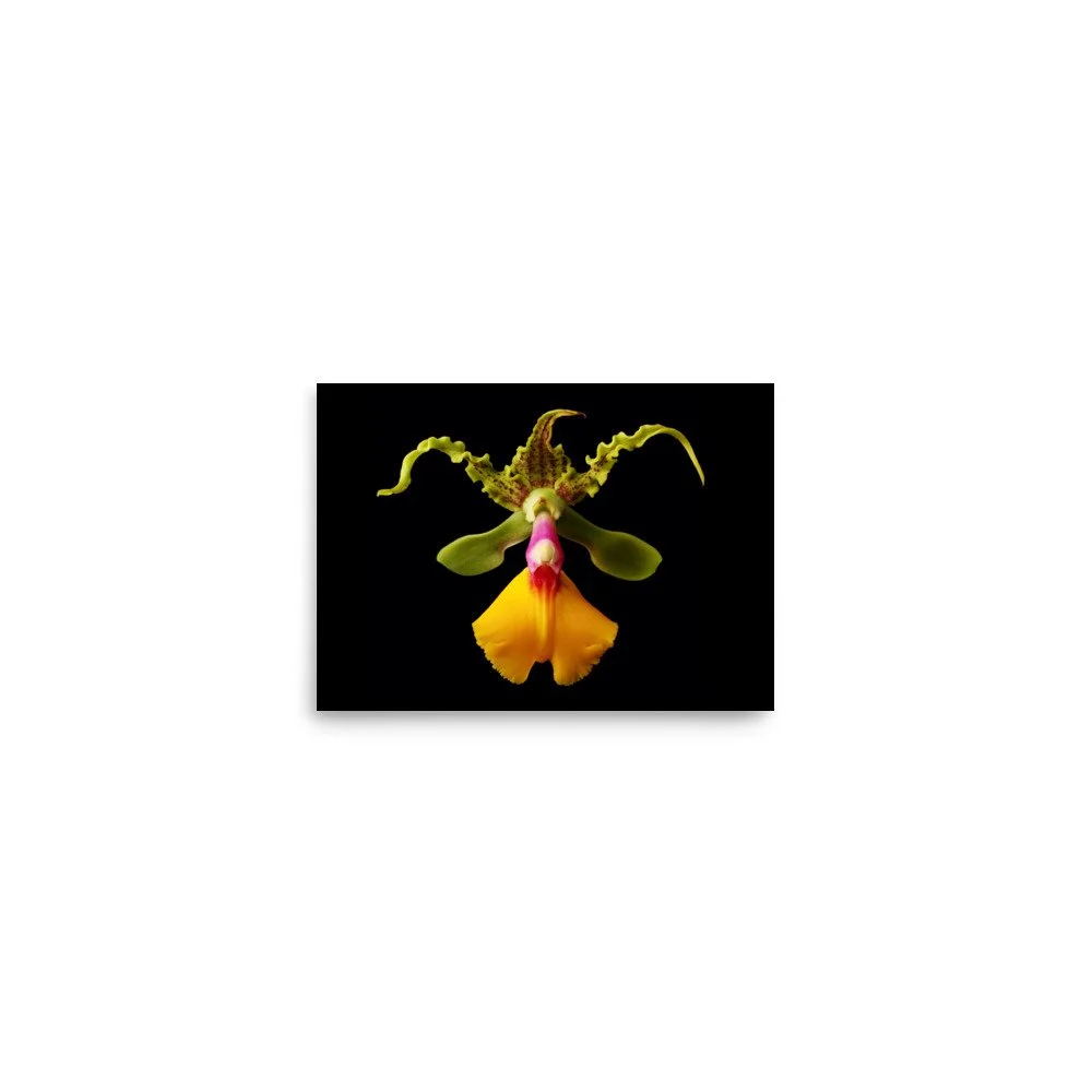 enhanced-matte-paper-poster-(in)-5x7-front-6a83b61188442.jpg