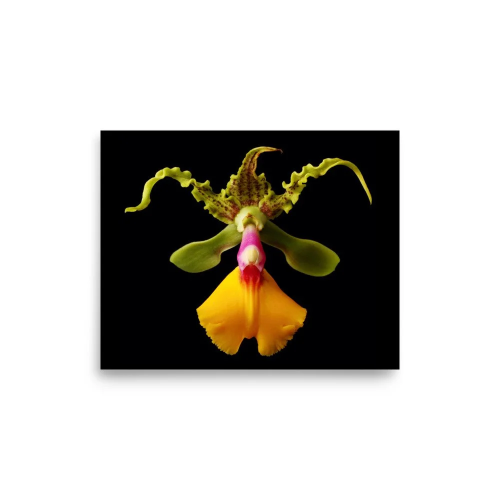enhanced-matte-paper-poster-(in)-8x10-front-6a83b6118849c.jpg