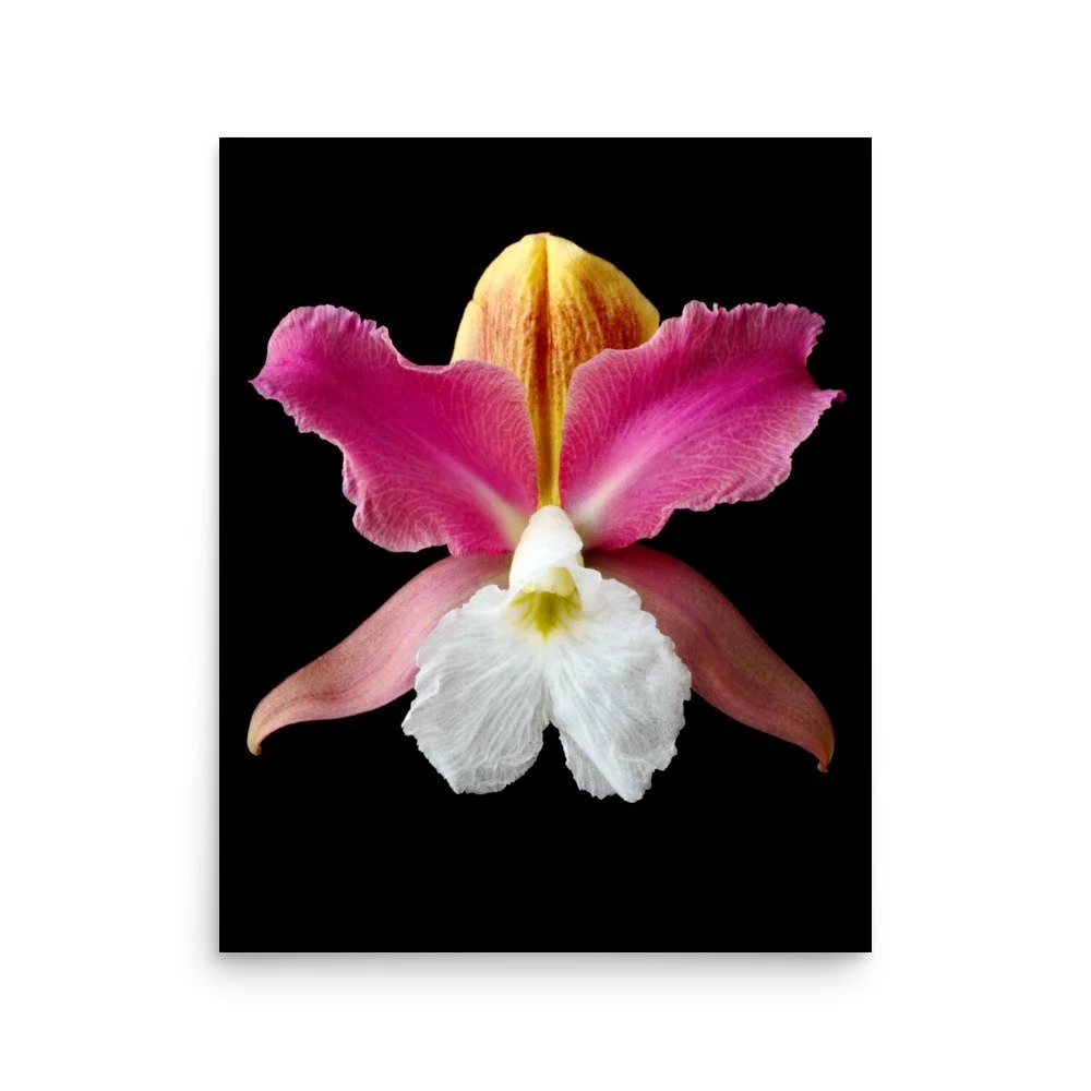 enhanced-matte-paper-poster-(in)-16x20-front-6a83b8c47311a.jpg