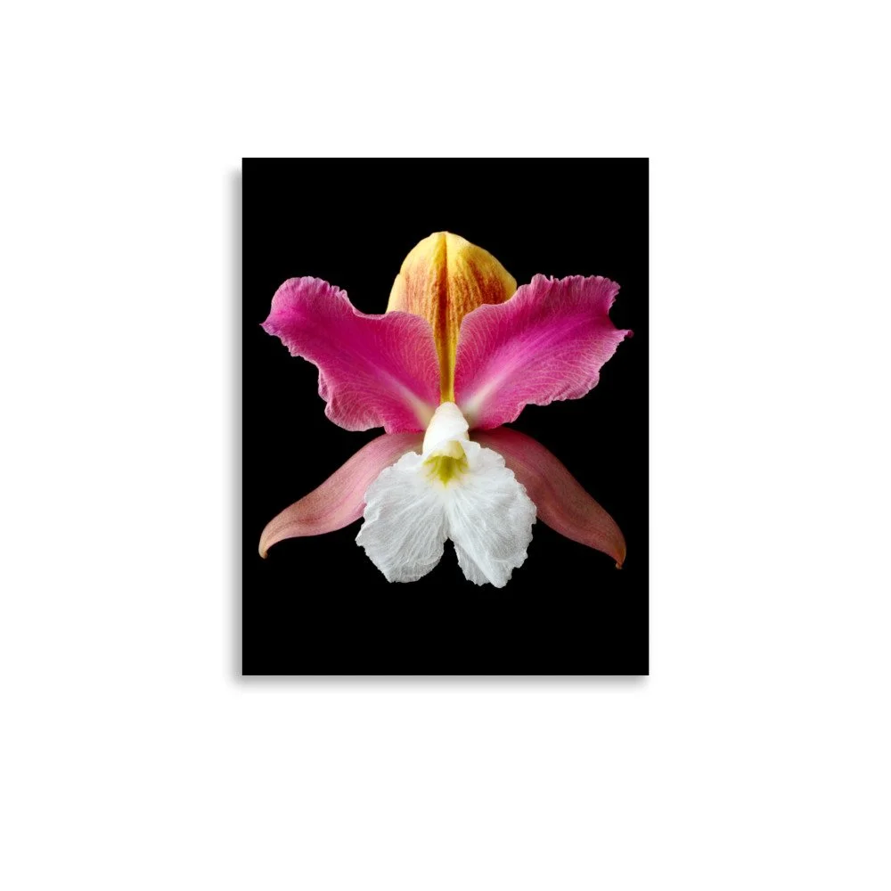 enhanced-matte-paper-poster-(in)-11x14-front-6a83b8c474016.jpg