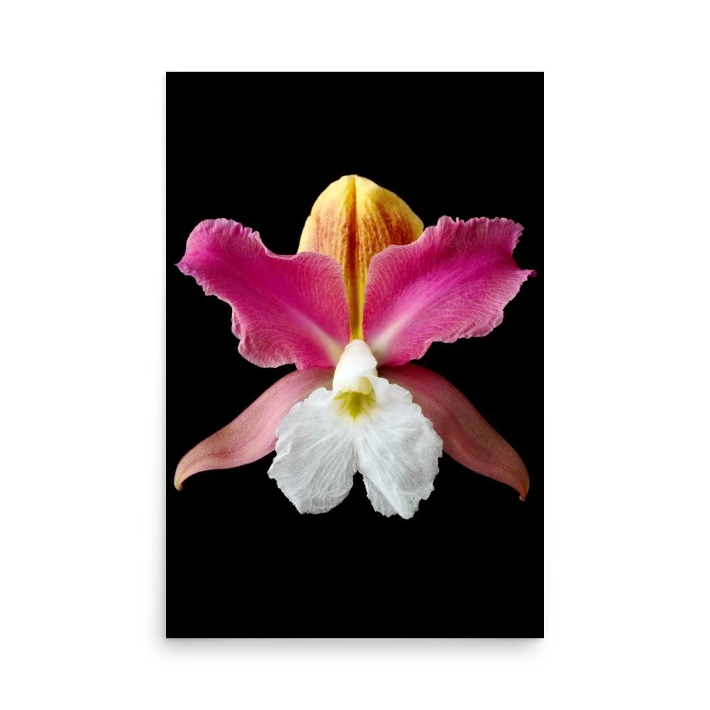 enhanced-matte-paper-poster-(in)-24x36-front-6a83b8c47409a.jpg