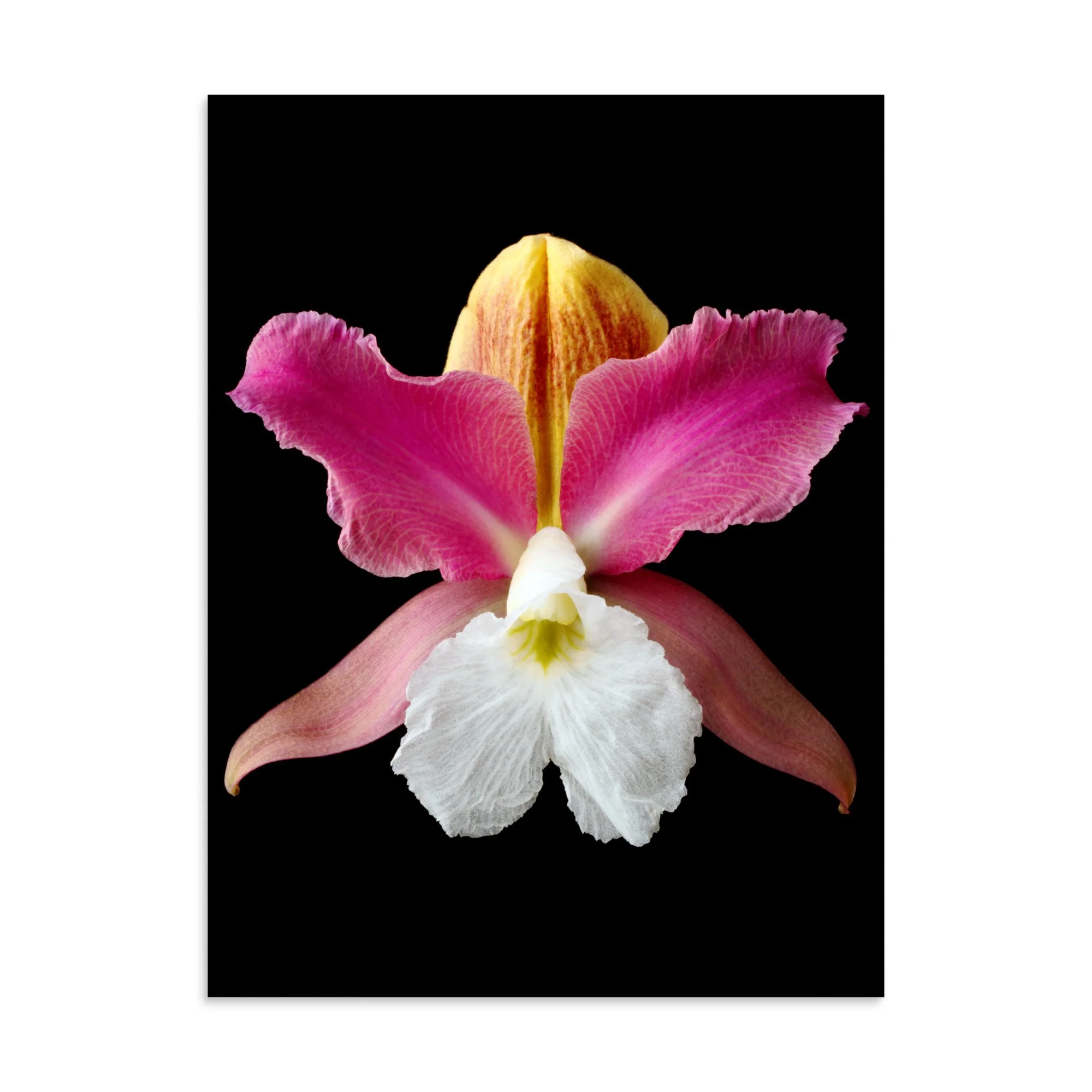enhanced-matte-paper-poster-(in)-30x40-front-6a83b8c4740dd.jpg