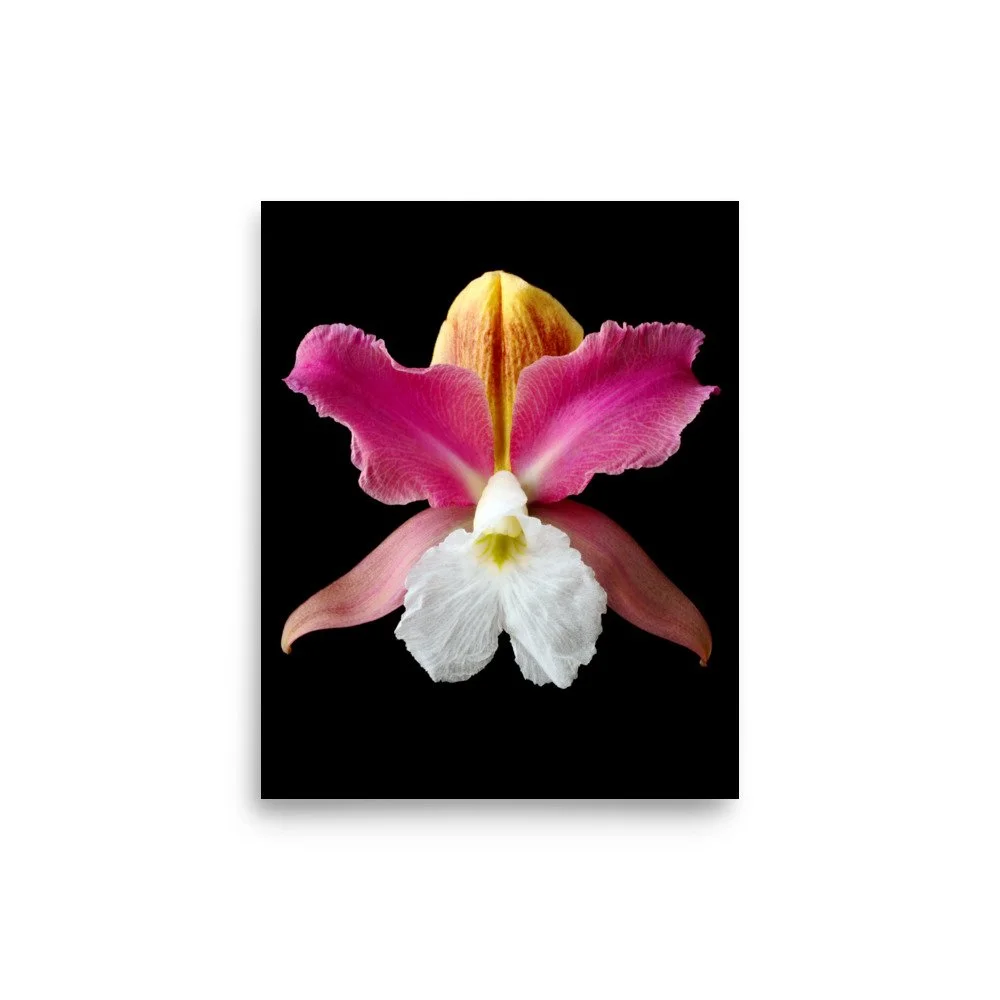 enhanced-matte-paper-poster-(in)-8x10-front-6a83b8c47412e.jpg