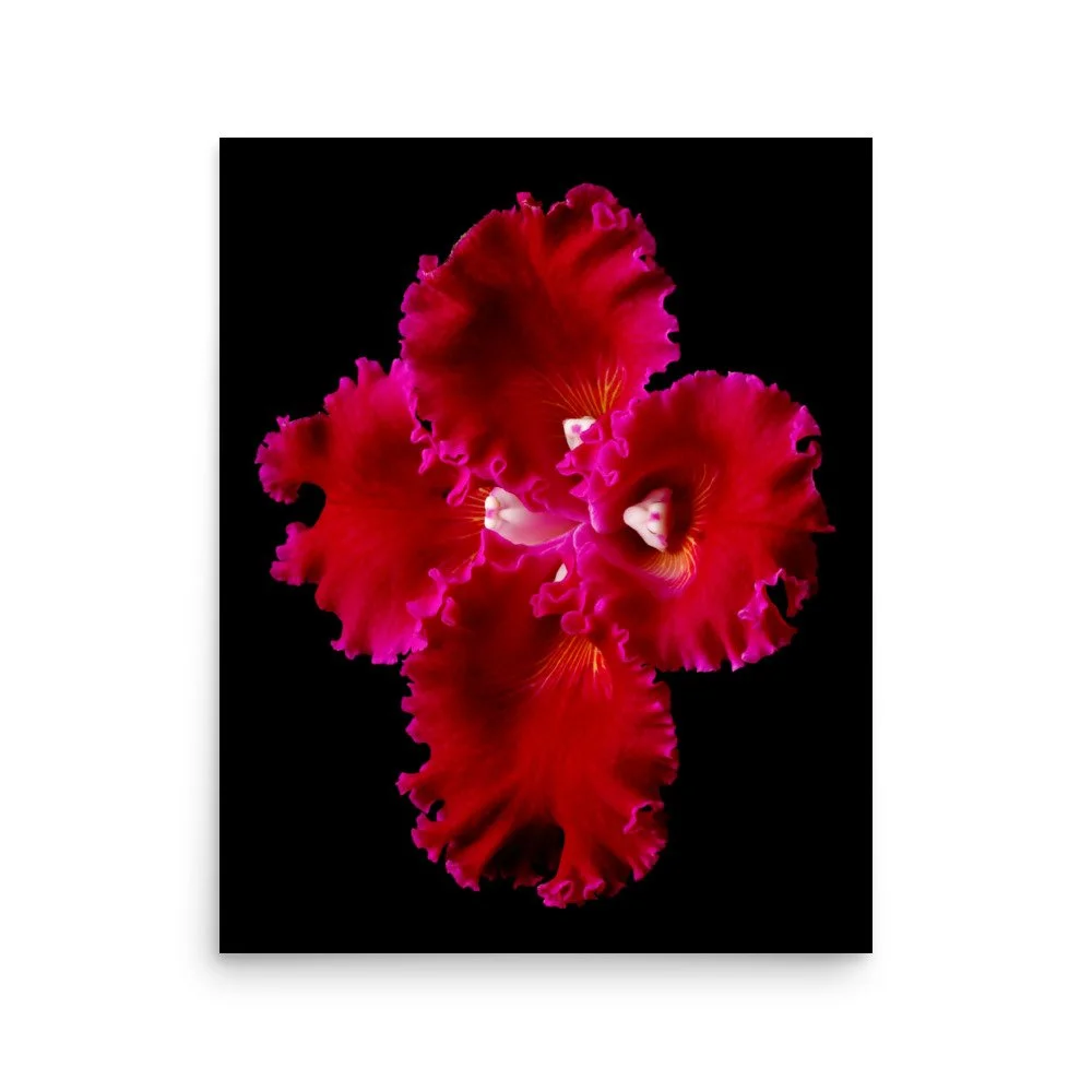 enhanced-matte-paper-poster-(in)-16x20-front-6a83bfd7b390e.jpg