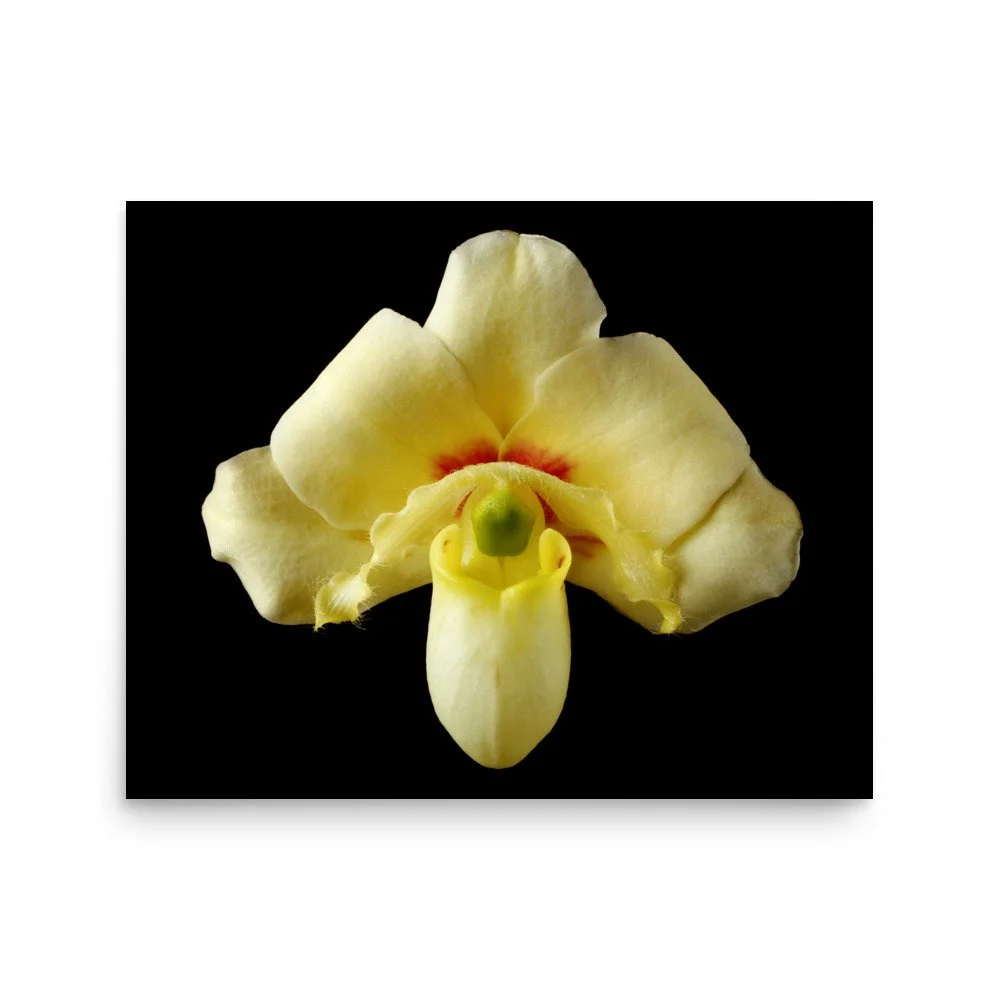 enhanced-matte-paper-poster-(in)-16x20-front-6a83c2169e774.jpg