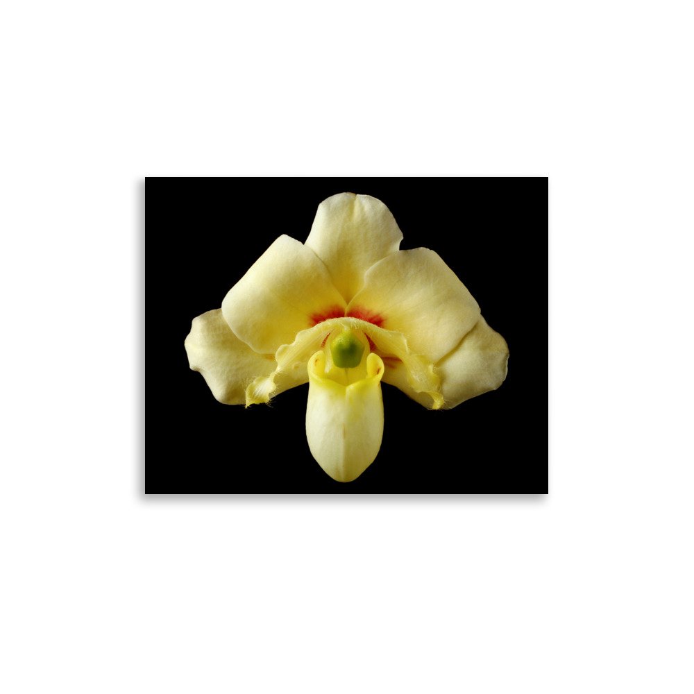 enhanced-matte-paper-poster-(in)-11x14-front-6a83c2169f3a8.jpg