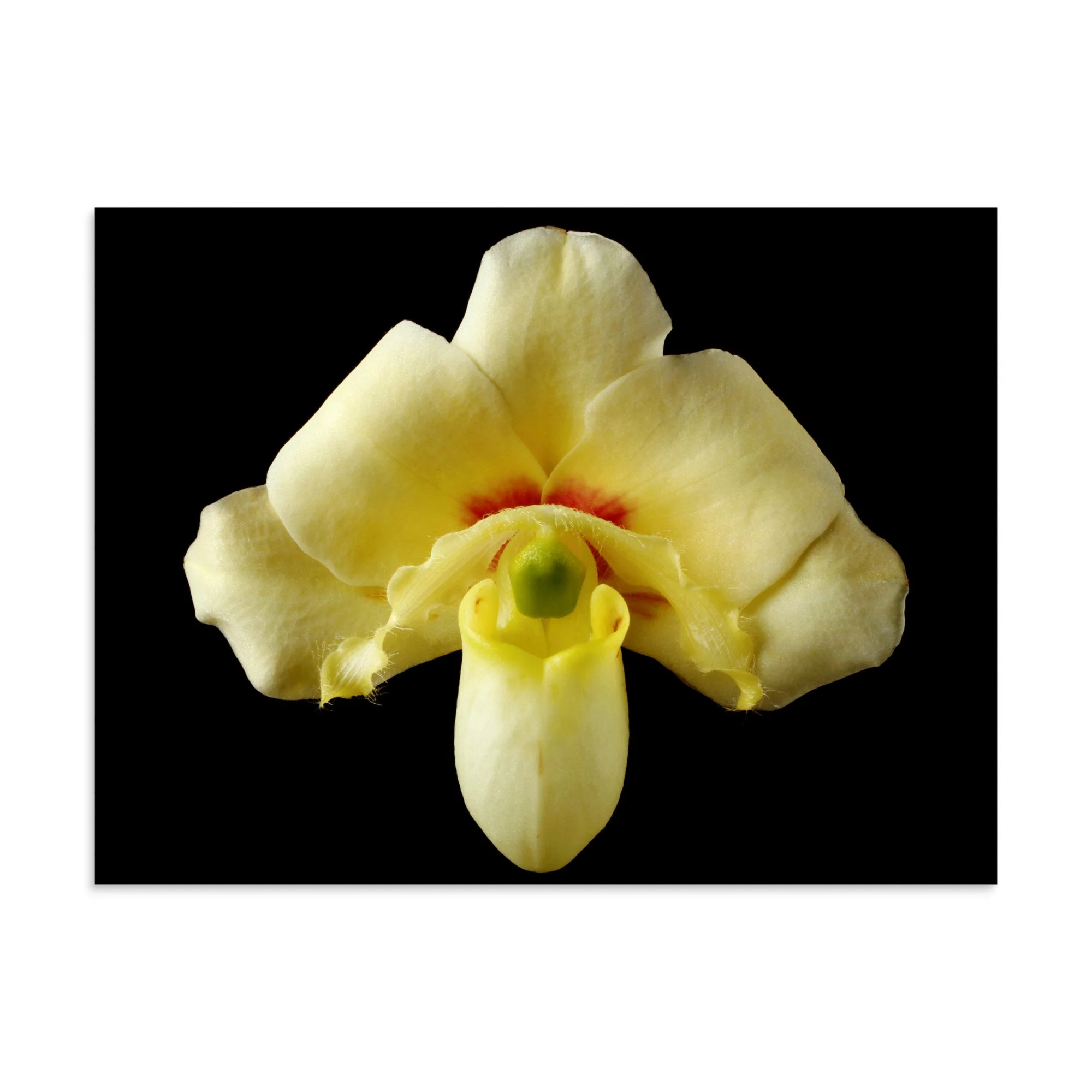 enhanced-matte-paper-poster-(in)-30x40-front-6a83c2169f47b.jpg