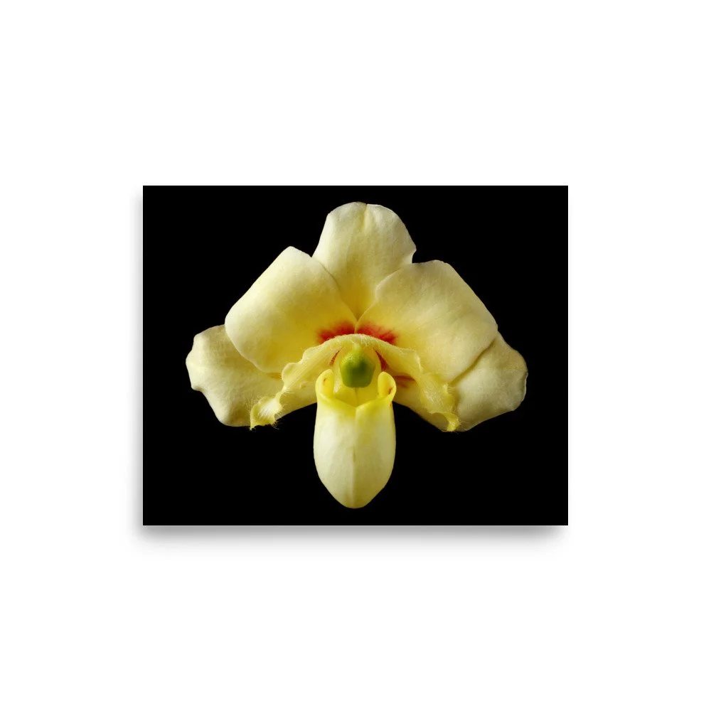 enhanced-matte-paper-poster-(in)-8x10-front-6a83c2169f4ce.jpg