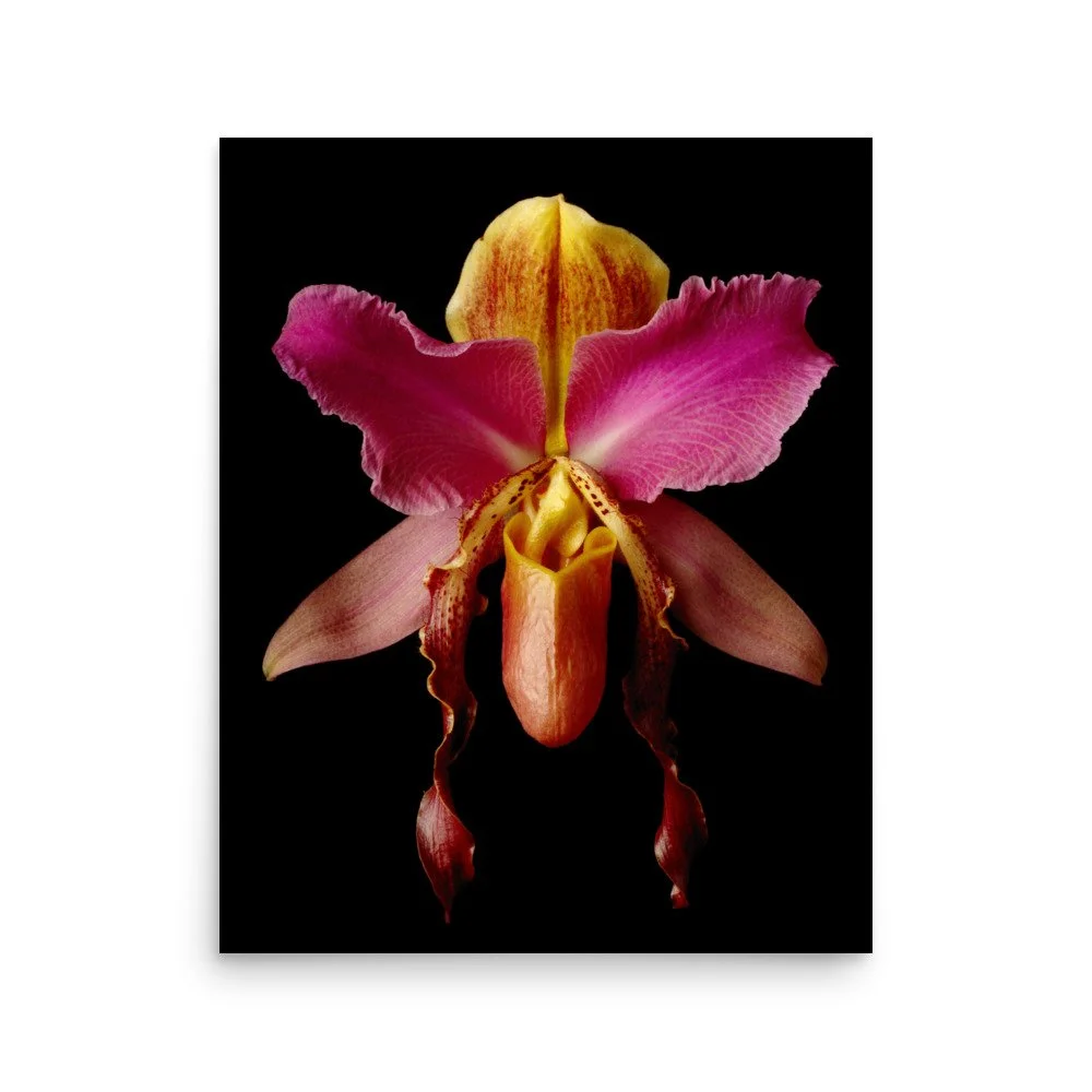 enhanced-matte-paper-poster-(in)-16x20-front-6a84a5073a5d1.jpg
