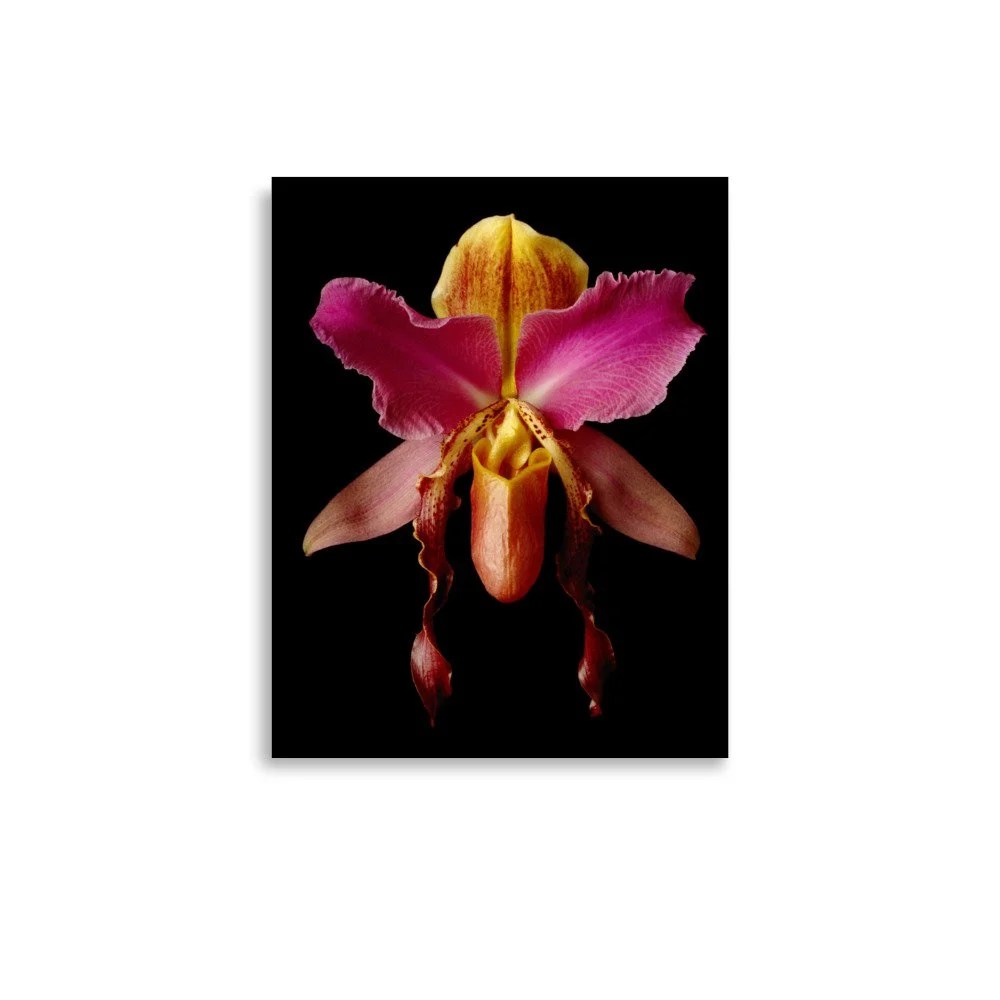 enhanced-matte-paper-poster-(in)-11x14-front-6a84a5073ae81.jpg