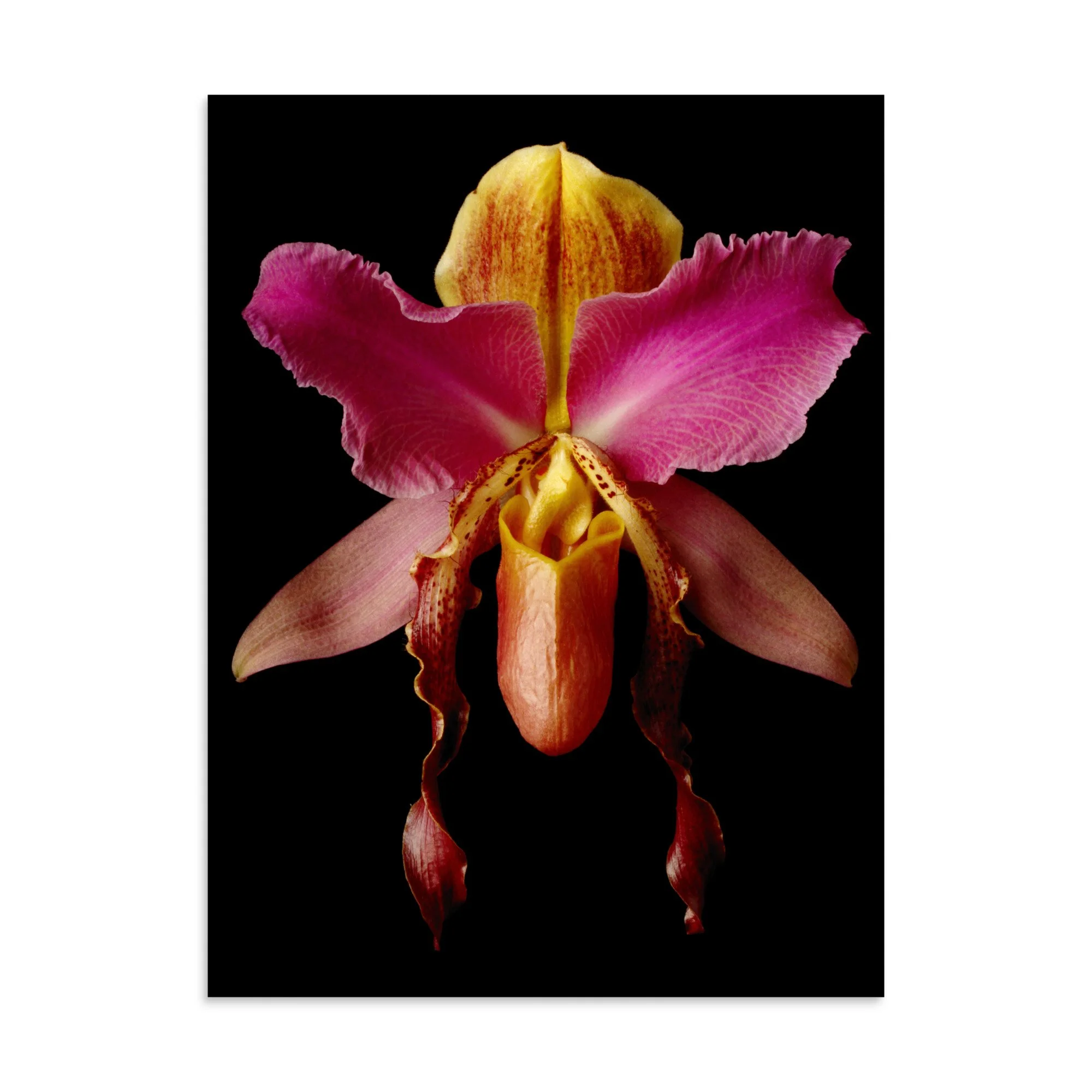 enhanced-matte-paper-poster-(in)-30x40-front-6a84a5073af5e.jpg