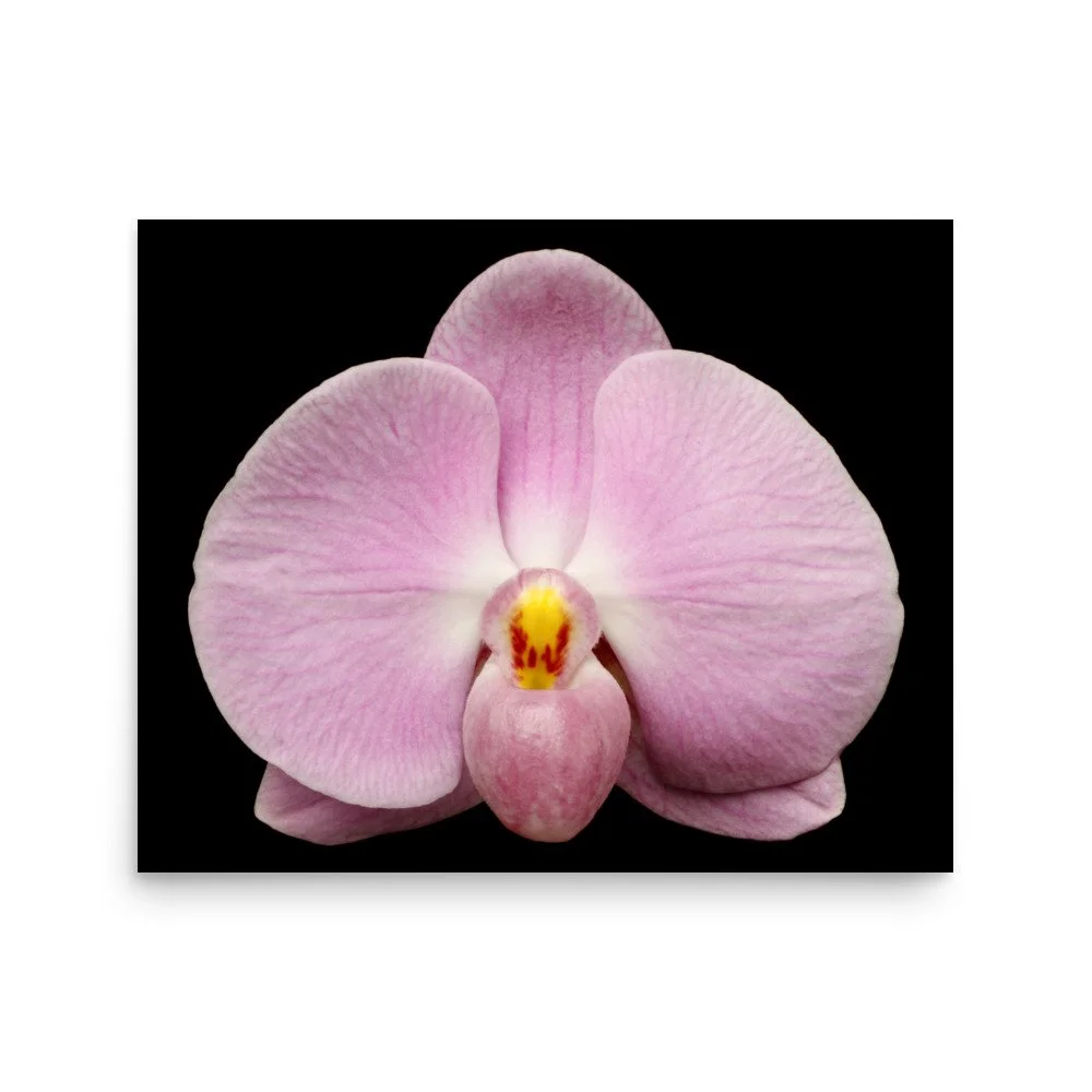 enhanced-matte-paper-poster-(in)-16x20-front-6a84a9221eea4.jpg