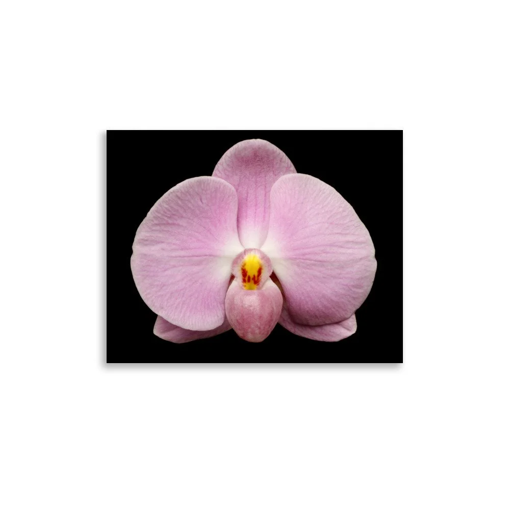 enhanced-matte-paper-poster-(in)-11x14-front-6a84a9221f87a.jpg