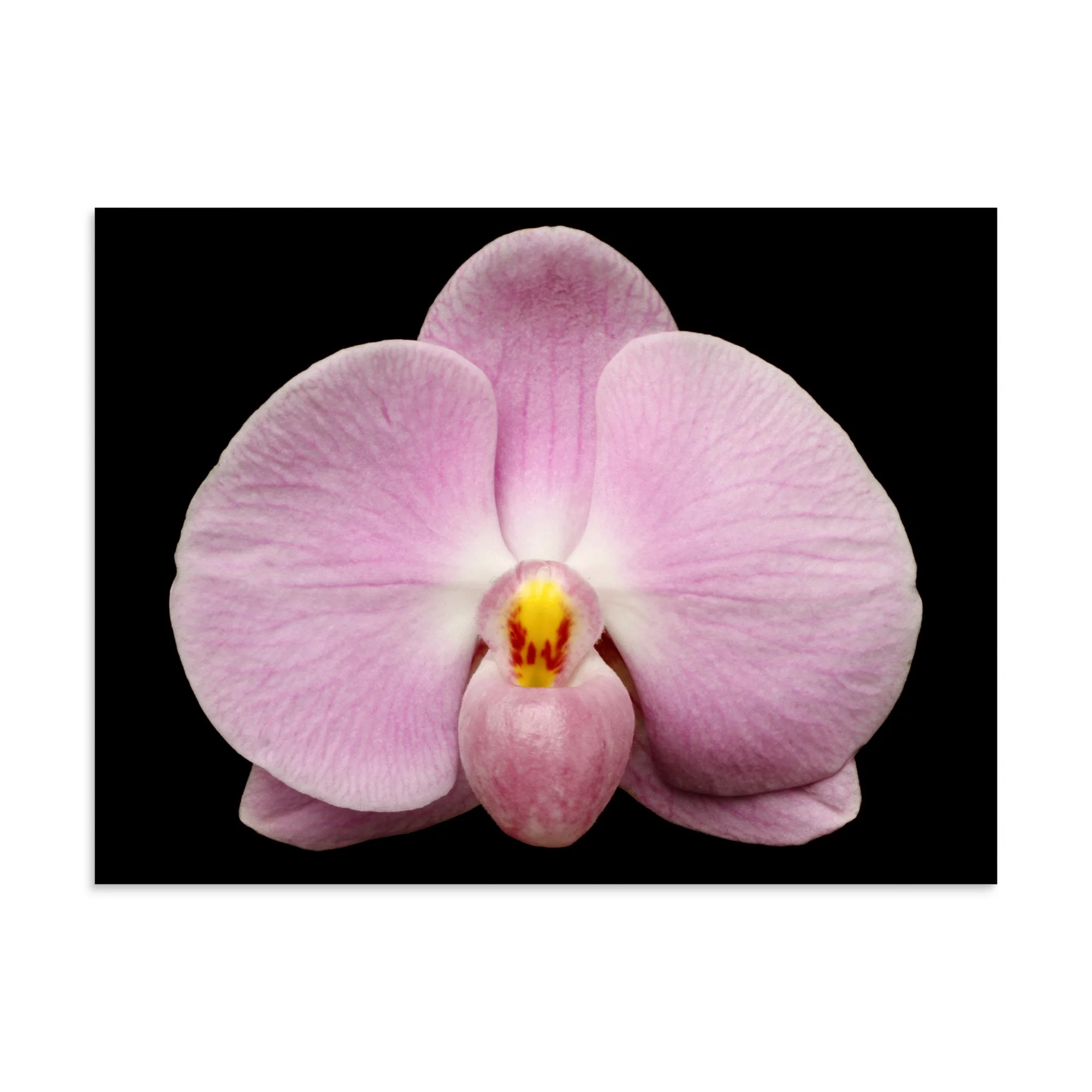 enhanced-matte-paper-poster-(in)-30x40-front-6a84a9221f932.jpg