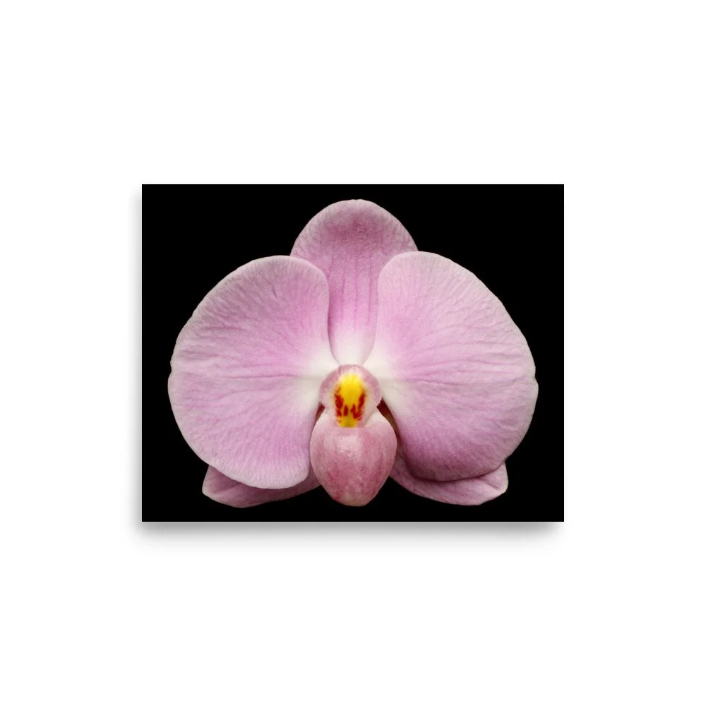 enhanced-matte-paper-poster-(in)-8x10-front-6a84a9221f986.jpg