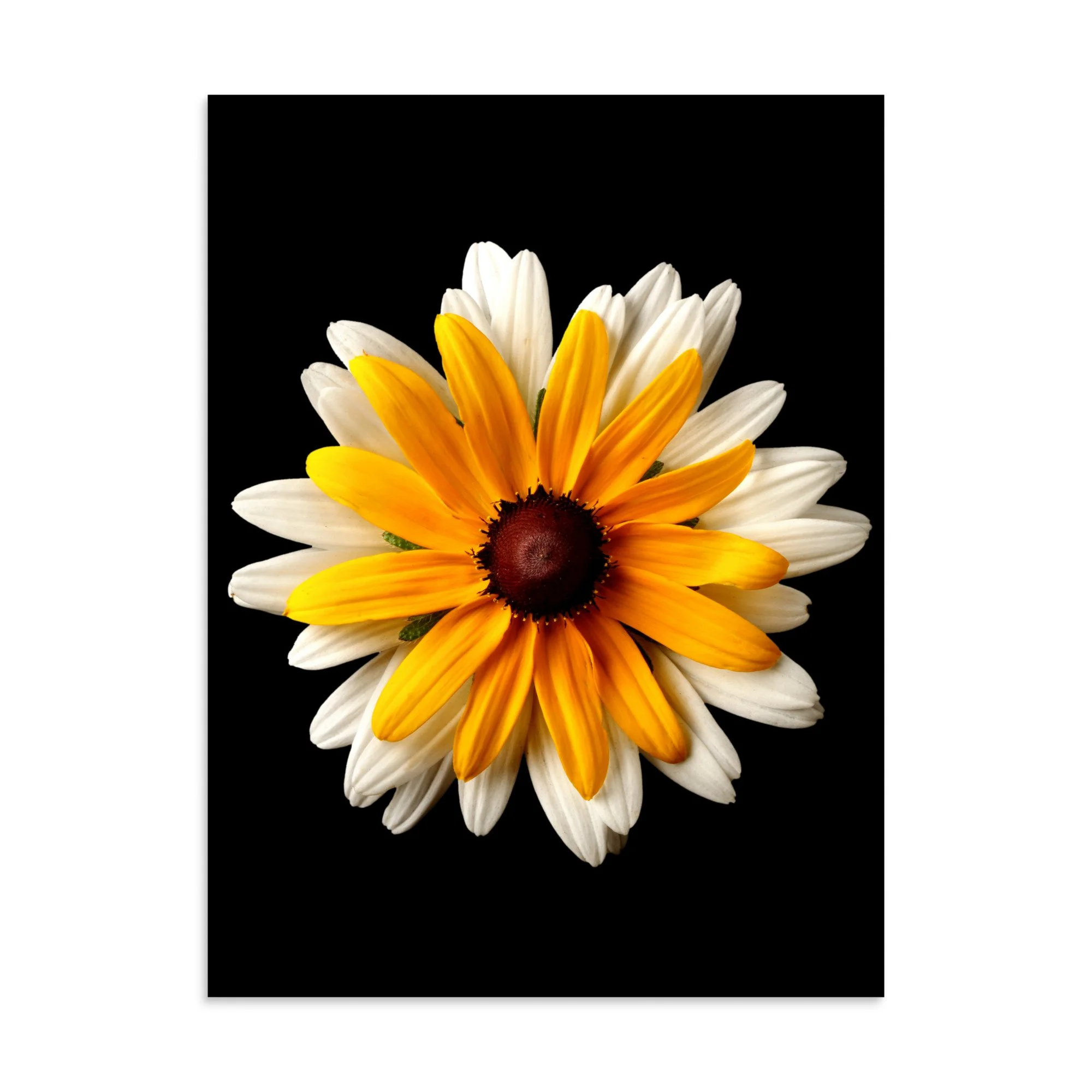 enhanced-matte-paper-poster-(in)-30x40-front-6a84ad5213b7c.jpg
