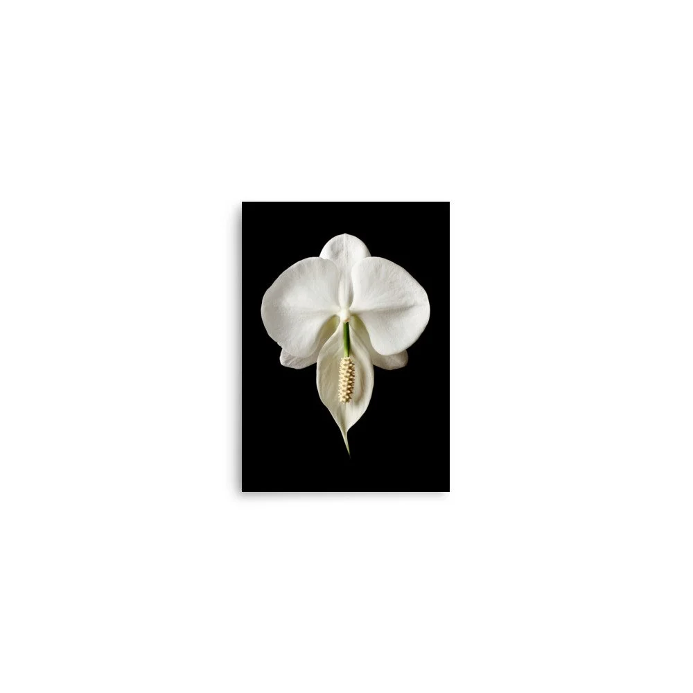 enhanced-matte-paper-poster-(in)-5x7-front-6a84b262ce071.jpg
