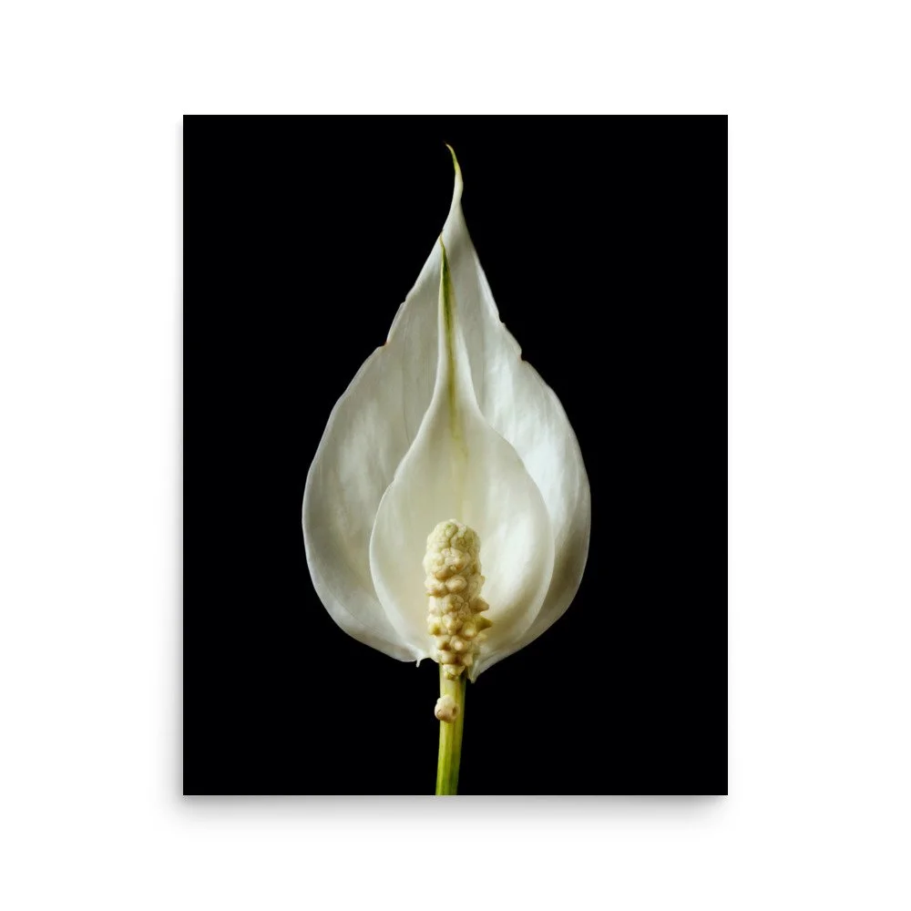 enhanced-matte-paper-poster-(in)-16x20-front-6a84b539a96c9.jpg
