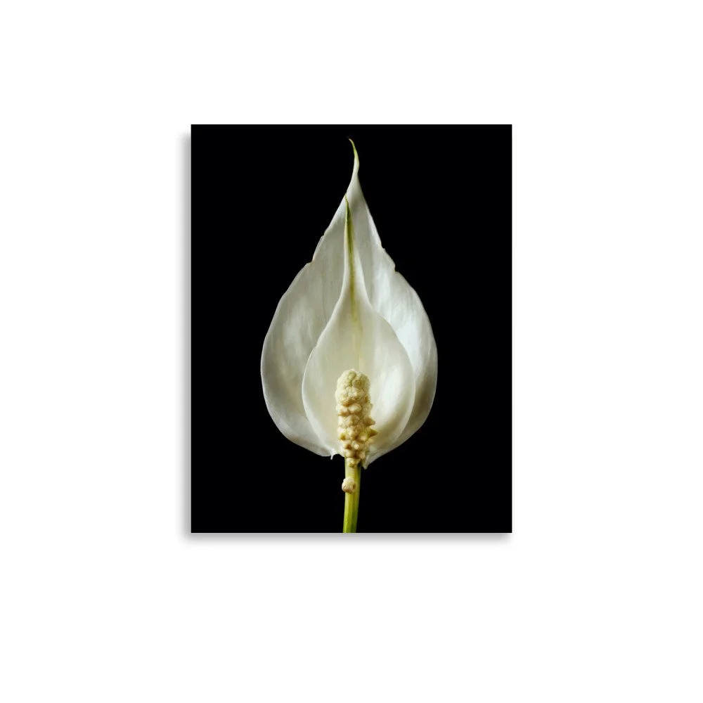 enhanced-matte-paper-poster-(in)-11x14-front-6a84b539aa1a4.jpg