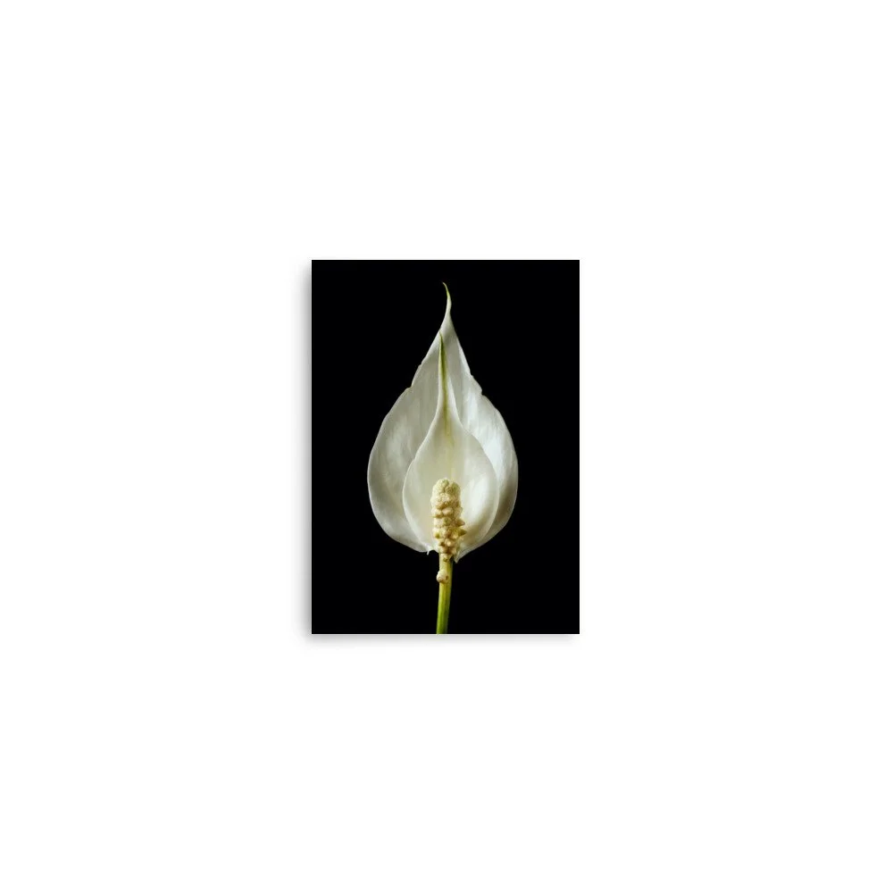 enhanced-matte-paper-poster-(in)-5x7-front-6a84b539aa264.jpg