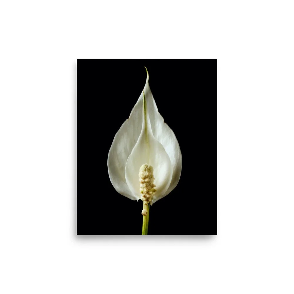 enhanced-matte-paper-poster-(in)-8x10-front-6a84b539aa296.jpg