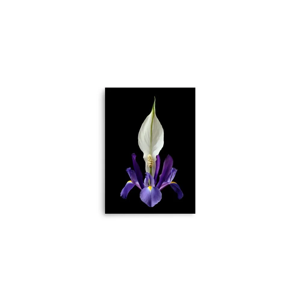 enhanced-matte-paper-poster-(in)-5x7-front-6a8500178bbaf.jpg