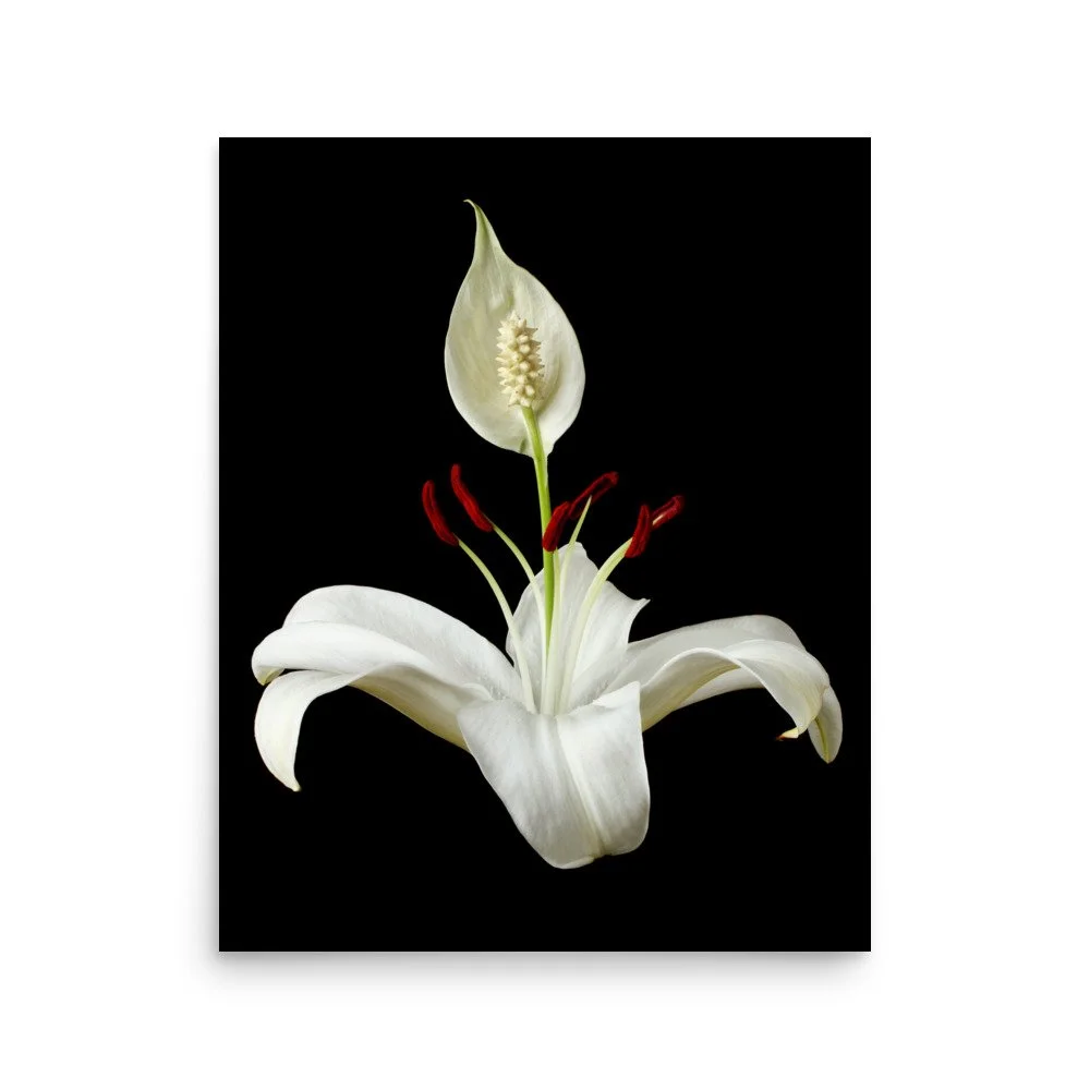 enhanced-matte-paper-poster-(in)-16x20-front-6a85036e4f173.jpg