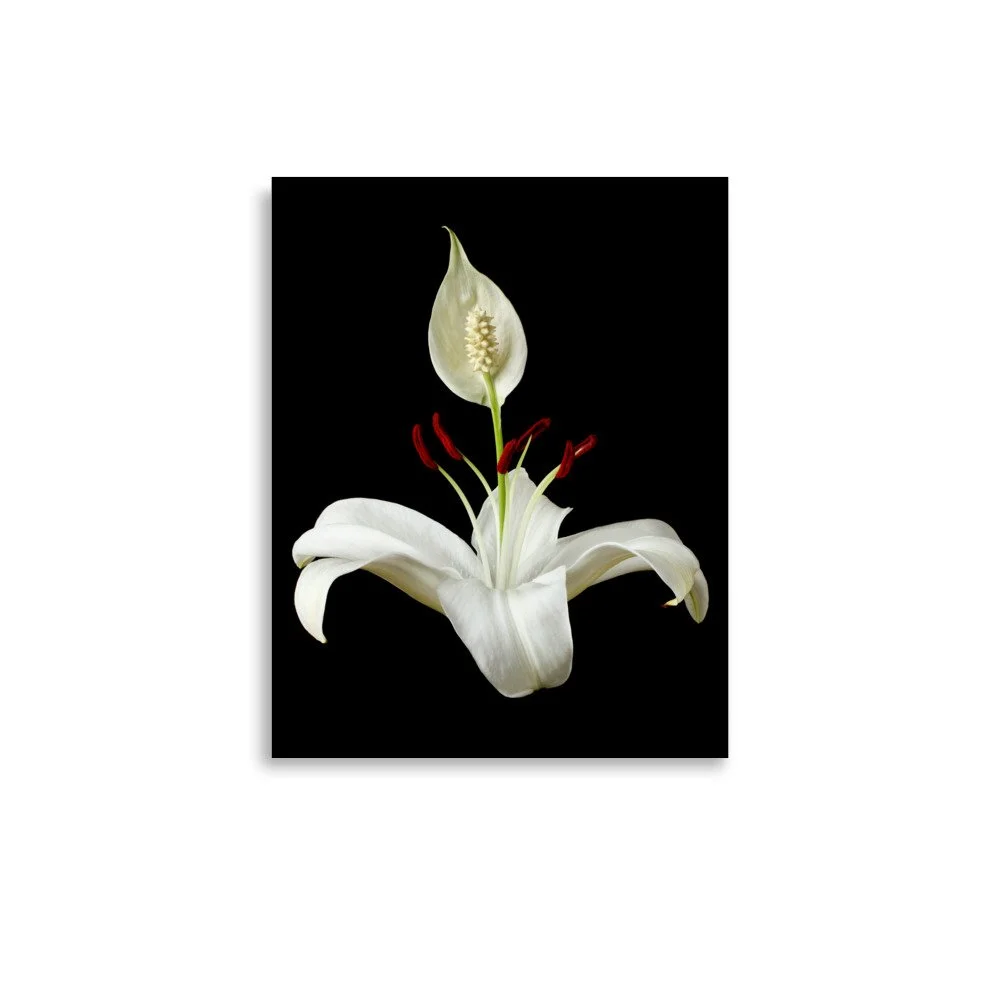 enhanced-matte-paper-poster-(in)-11x14-front-6a85036e4fe94.jpg