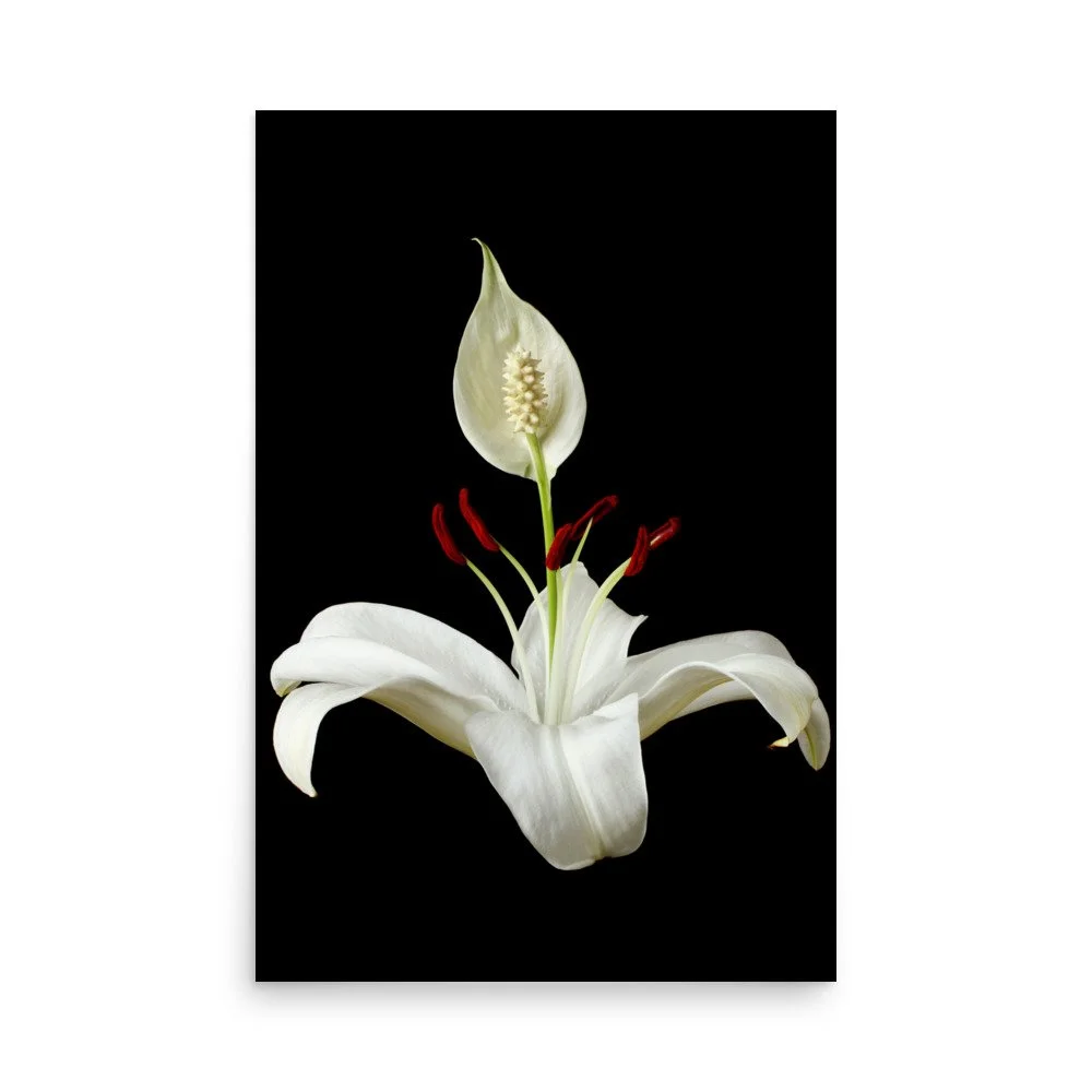 enhanced-matte-paper-poster-(in)-24x36-front-6a85036e4ff1b.jpg