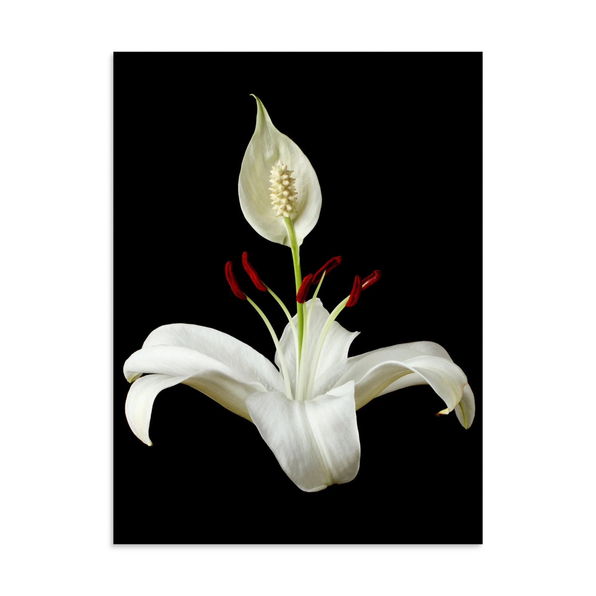 enhanced-matte-paper-poster-(in)-30x40-front-6a85036e4ff60.jpg