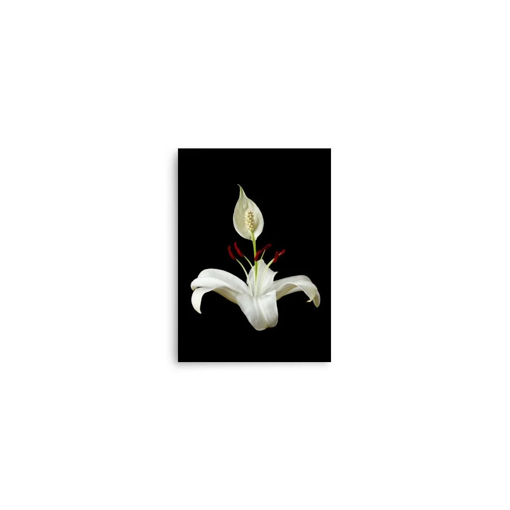 enhanced-matte-paper-poster-(in)-5x7-front-6a85036e4ff7f.jpg