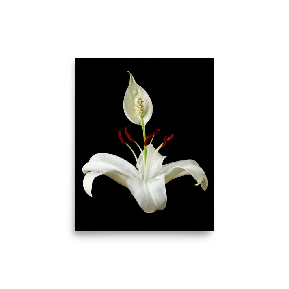 enhanced-matte-paper-poster-(in)-8x10-front-6a85036e4ffc4.jpg