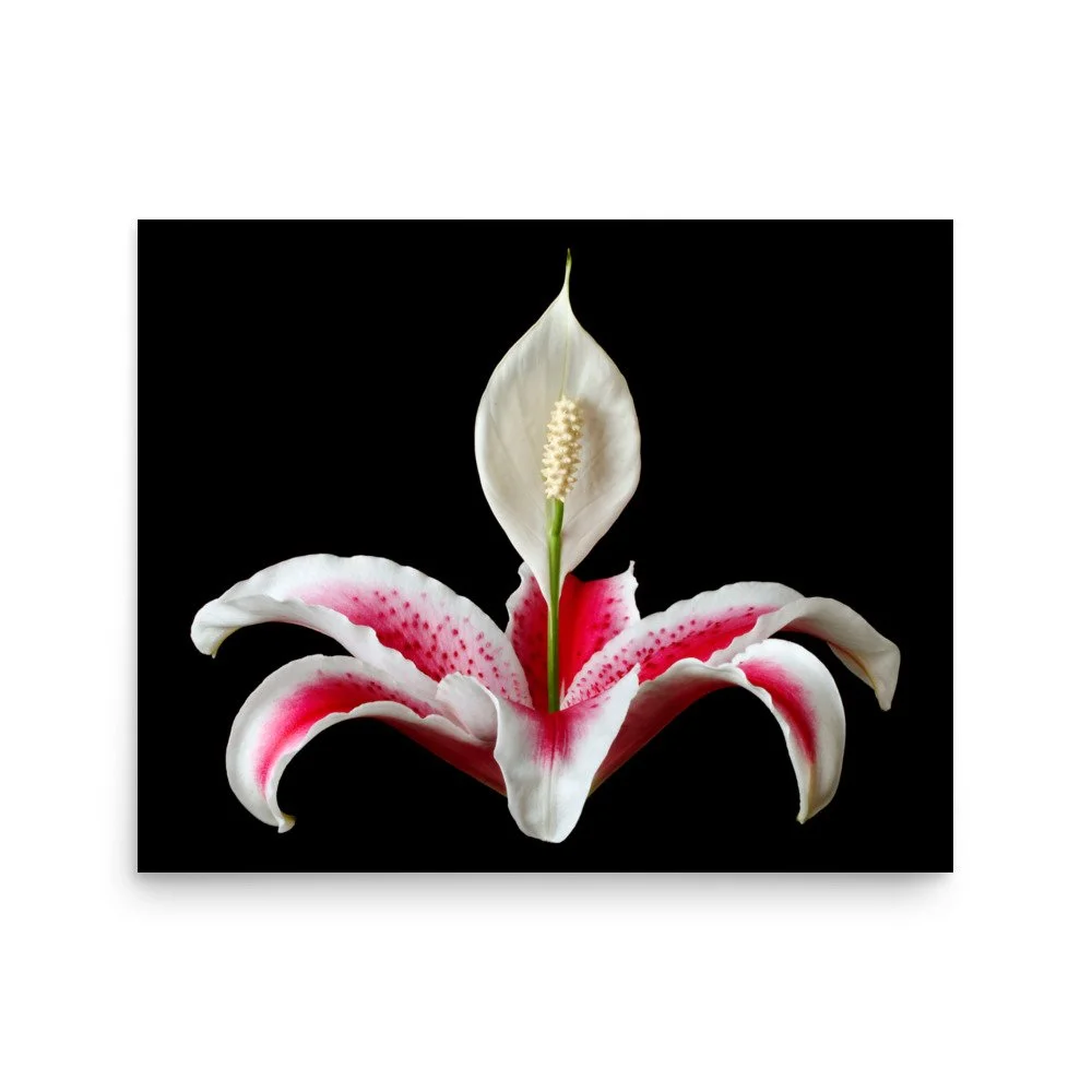 enhanced-matte-paper-poster-(in)-16x20-front-6a85953f32e76.jpg