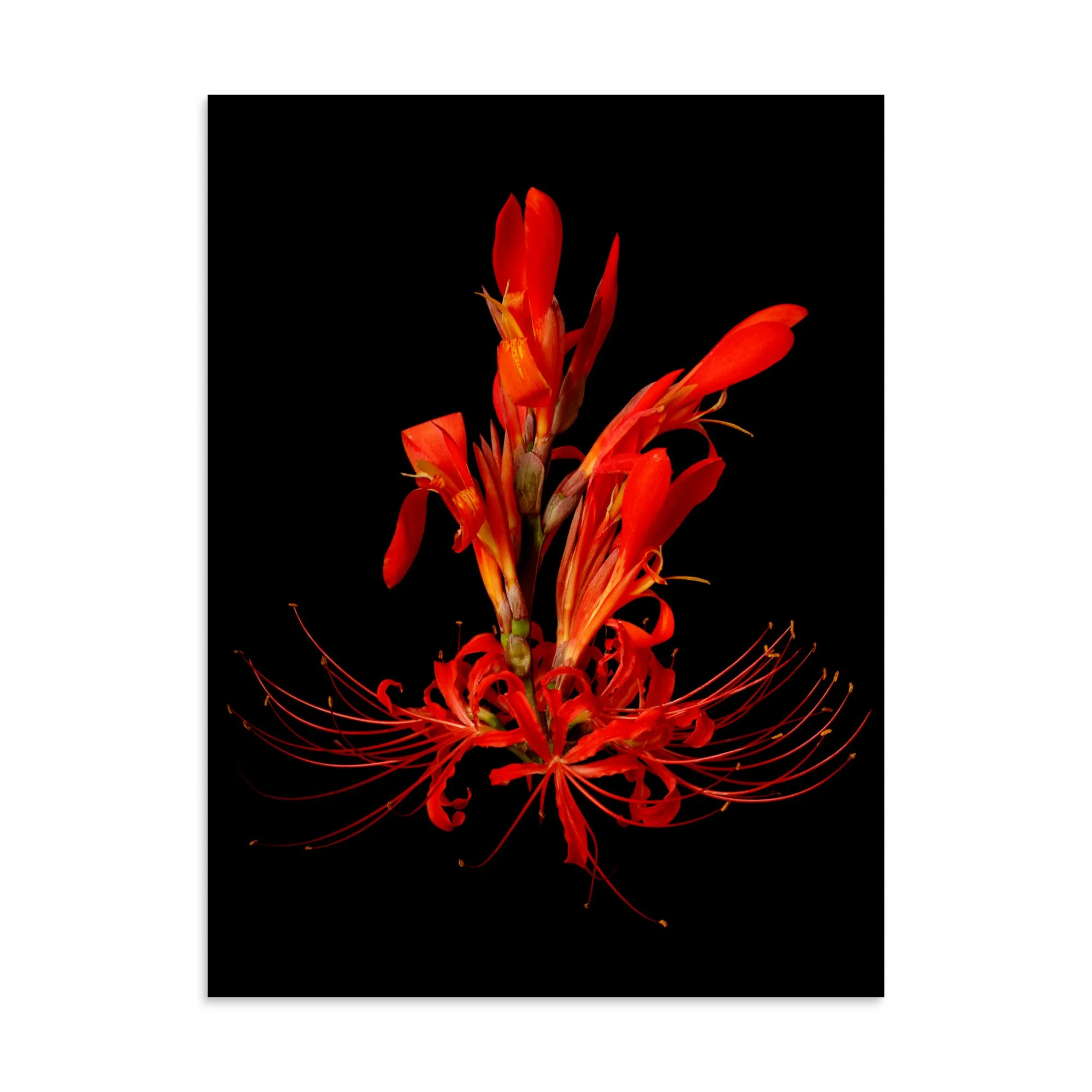 enhanced-matte-paper-poster-(in)-30x40-front-6a85fa676f355.jpg
