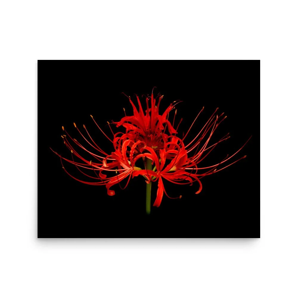 enhanced-matte-paper-poster-(in)-16x20-front-6a860caf79d09.jpg