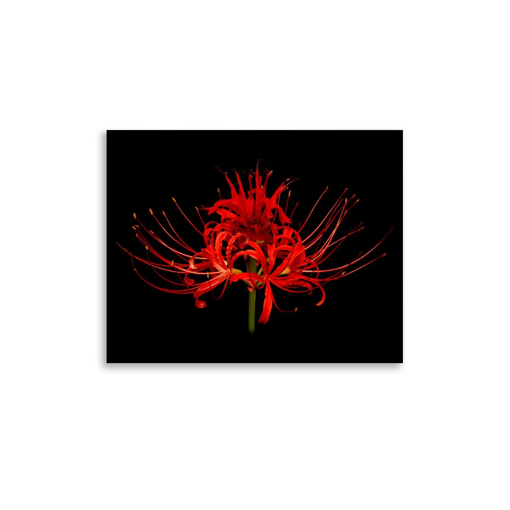 enhanced-matte-paper-poster-(in)-11x14-front-6a860caf7a84f.jpg
