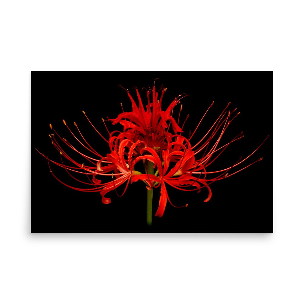 enhanced-matte-paper-poster-(in)-24x36-front-6a860caf7a8db.jpg