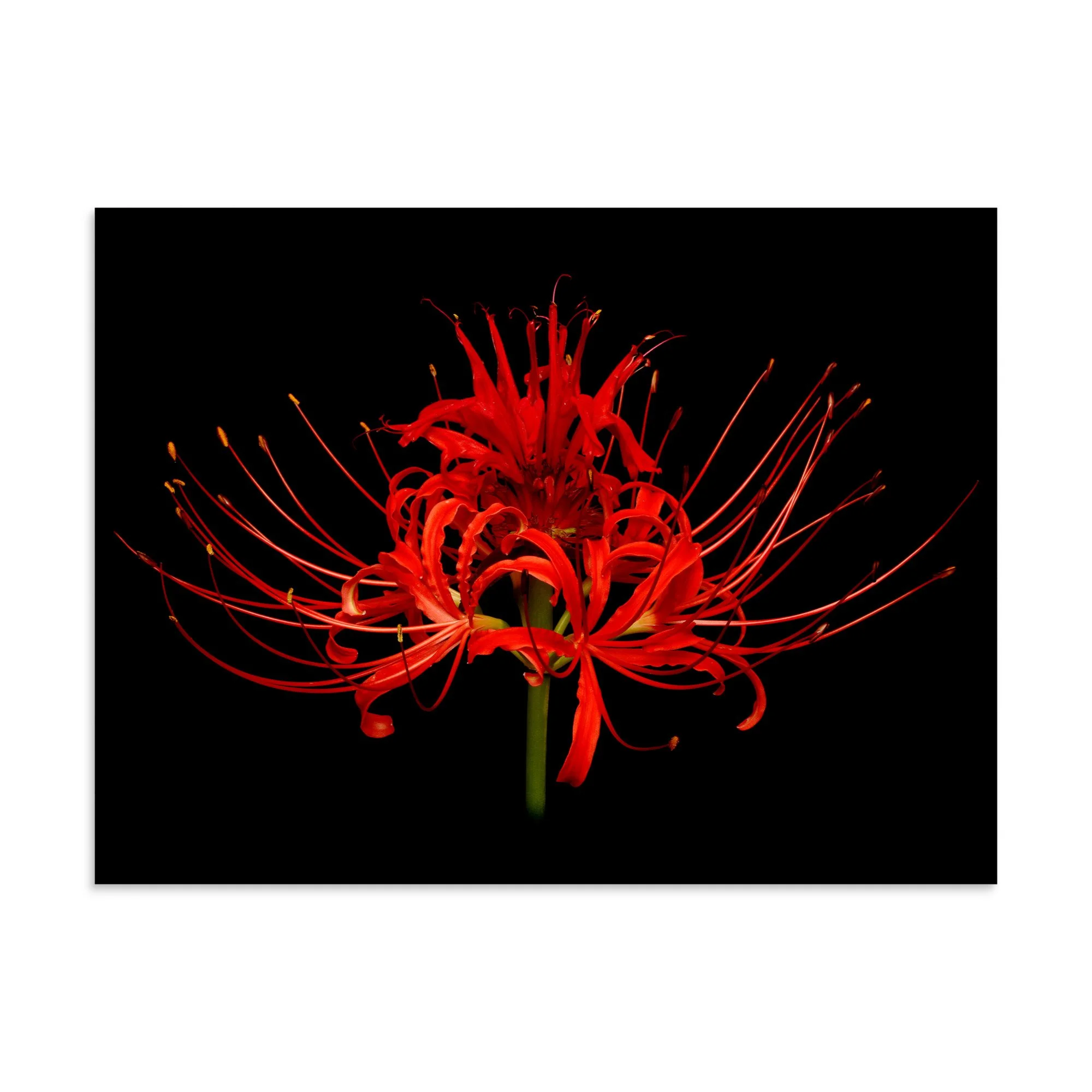 enhanced-matte-paper-poster-(in)-30x40-front-6a860caf7a922.jpg