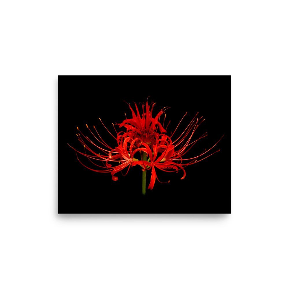 enhanced-matte-paper-poster-(in)-8x10-front-6a860caf7a983.jpg